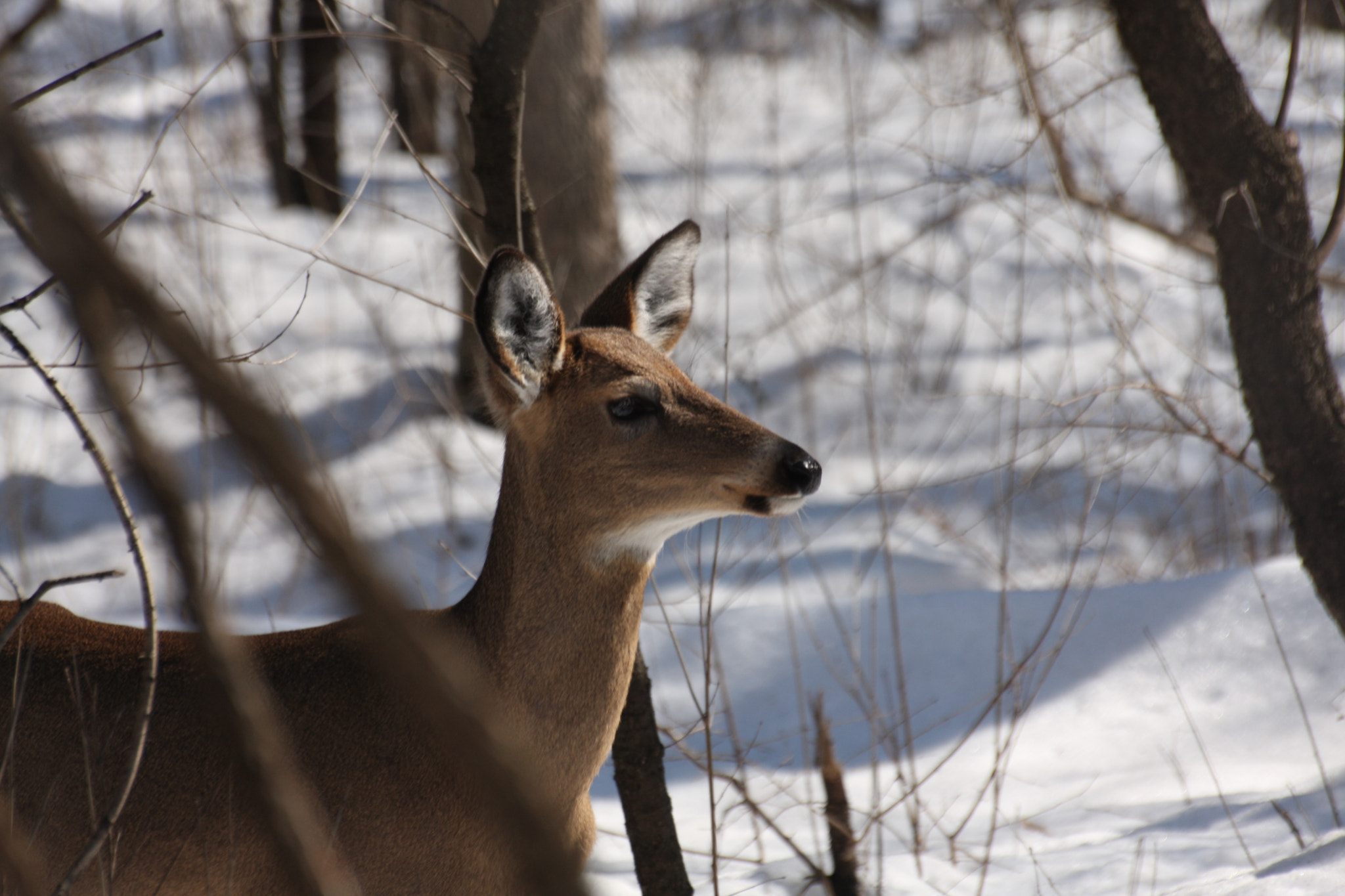 Sigma 70-300mm F4-5.6 APO DG Macro sample photo. Beaux profil photography
