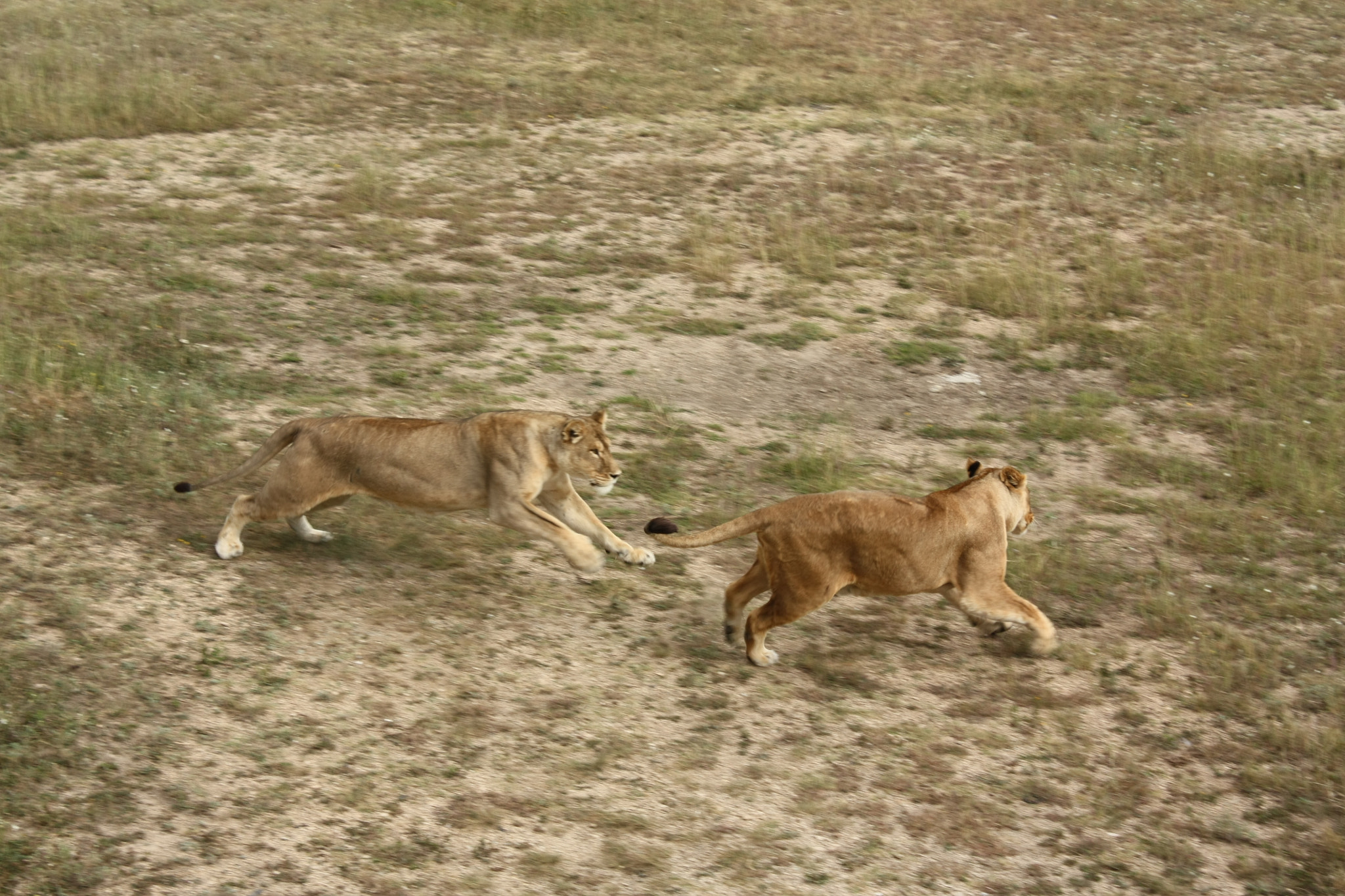 Canon EOS 450D (EOS Rebel XSi / EOS Kiss X2) + Canon EF 28mm F2.8 sample photo. Lions photography