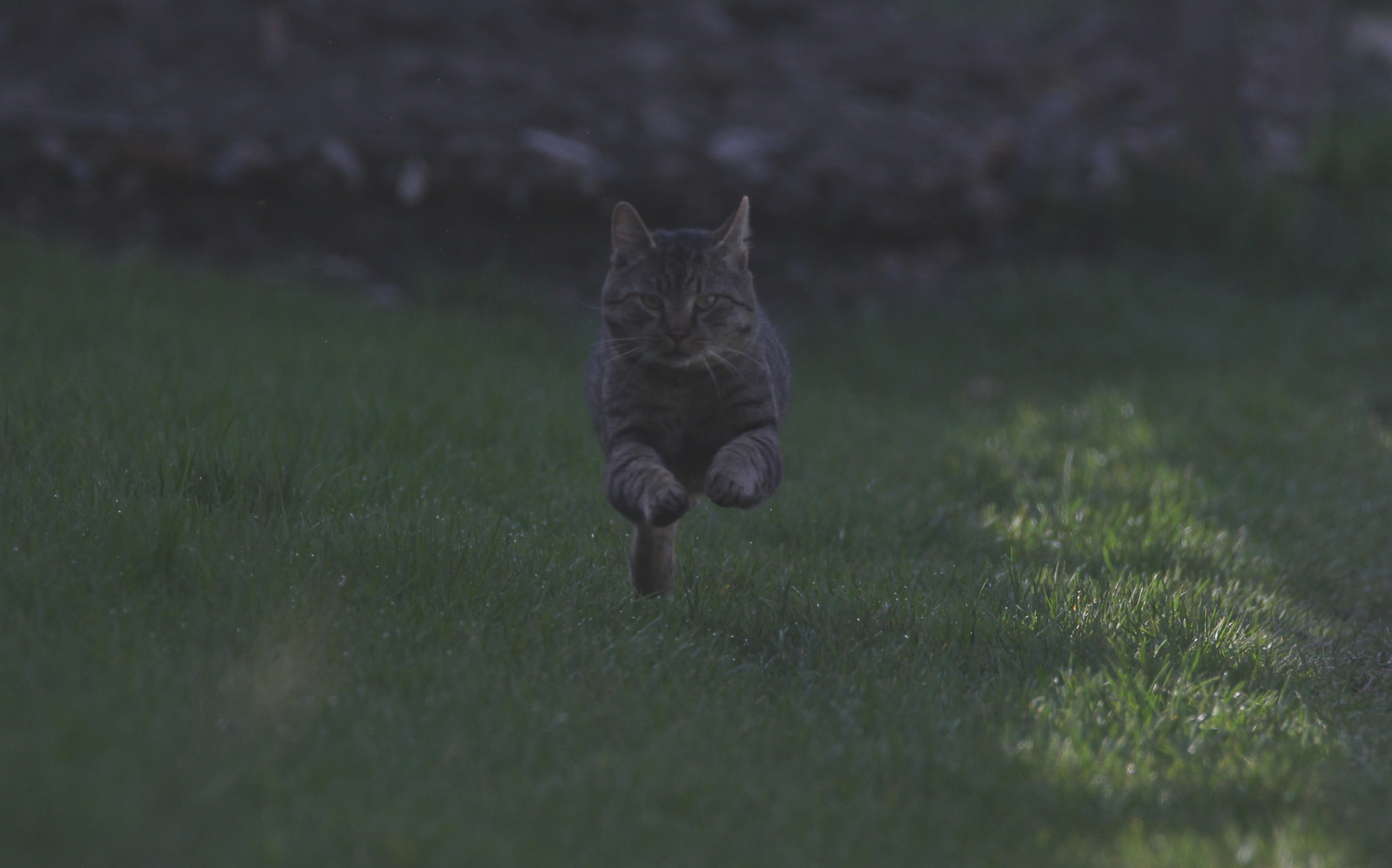 Sigma 150-600mm F5-6.3 DG OS HSM | C sample photo. Super-cat photography