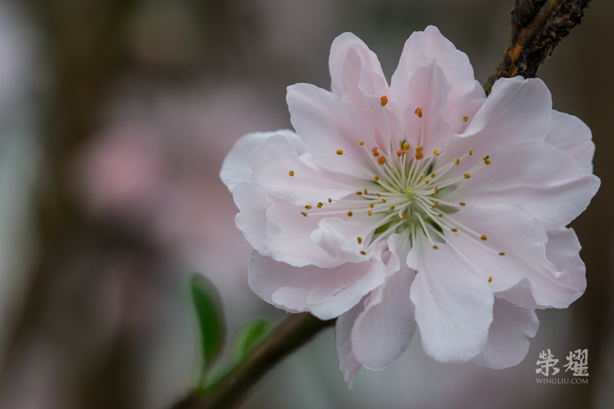 Sony a6000 + Sony 70-400mm F4-5.6 G SSM sample photo. White peach blossom i, 2016 photography