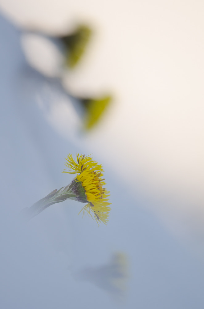 Nikon D5100 + Nikon AF-S Nikkor 300mm F4D ED-IF sample photo. Huflattich photography