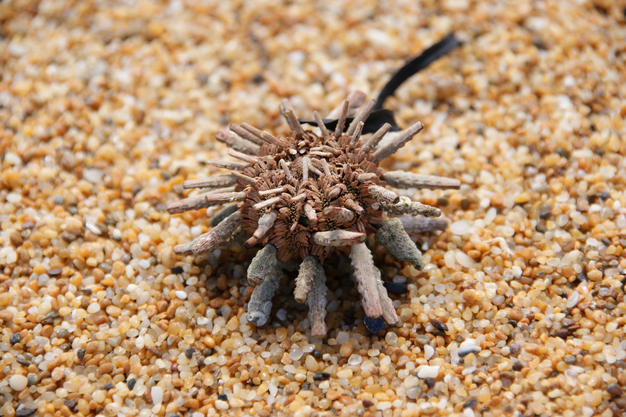 Sony Alpha DSLR-A350 sample photo. Sea urchin photography