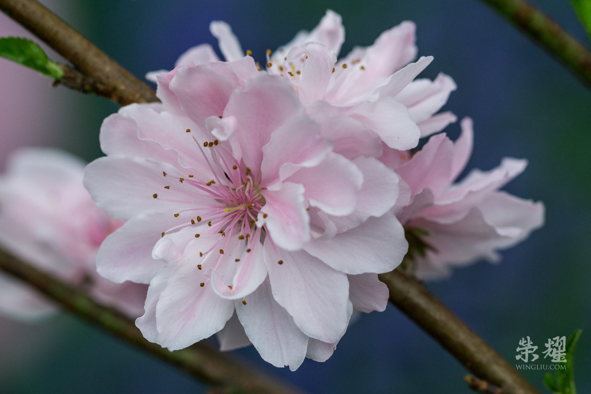 Sony a6000 + Sony 70-400mm F4-5.6 G SSM sample photo. White peach blossom ii, 2016 photography