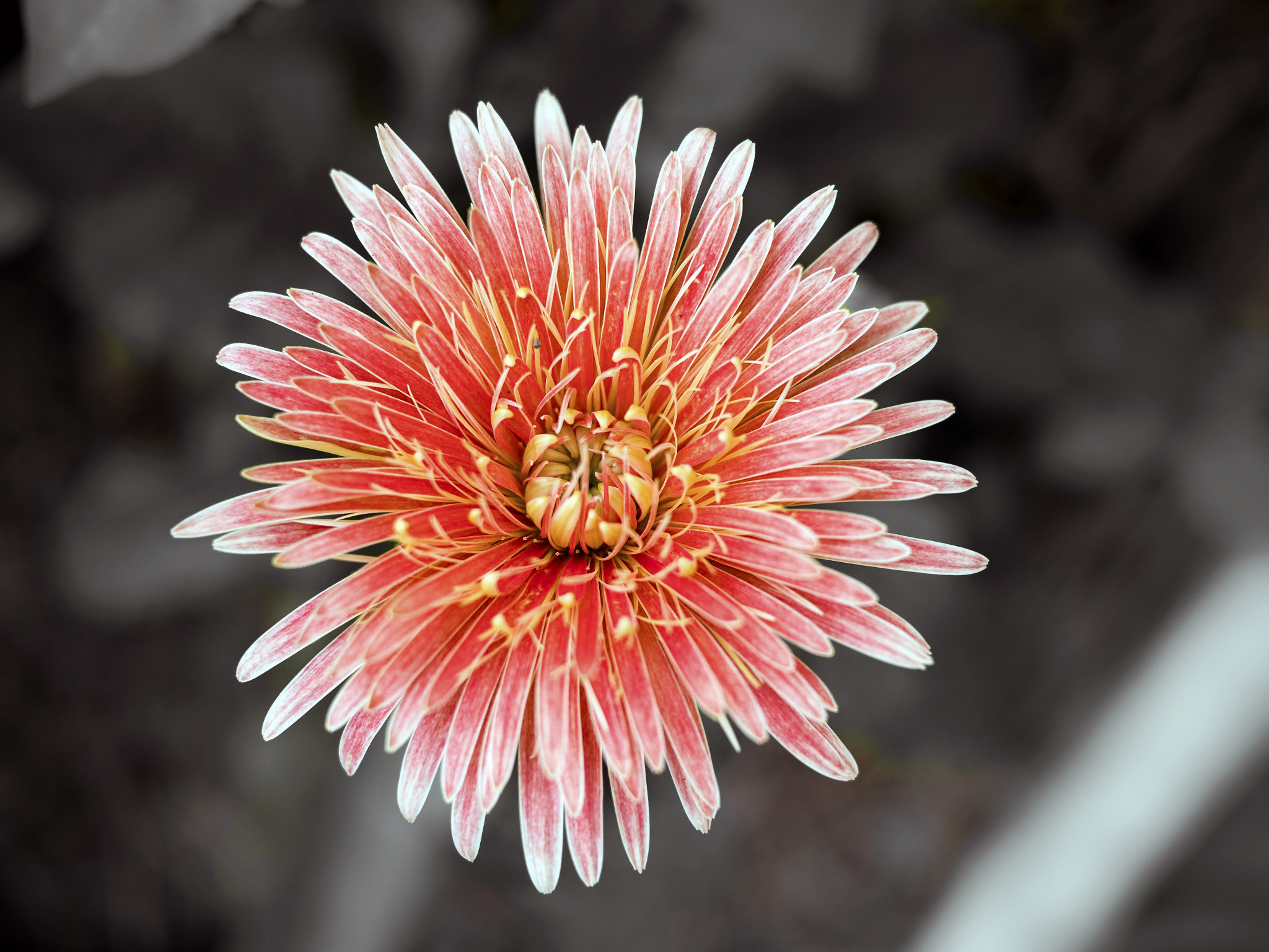 Panasonic Lumix DMC-GX8 + LUMIX G 20/F1.7 II sample photo. Flower photography
