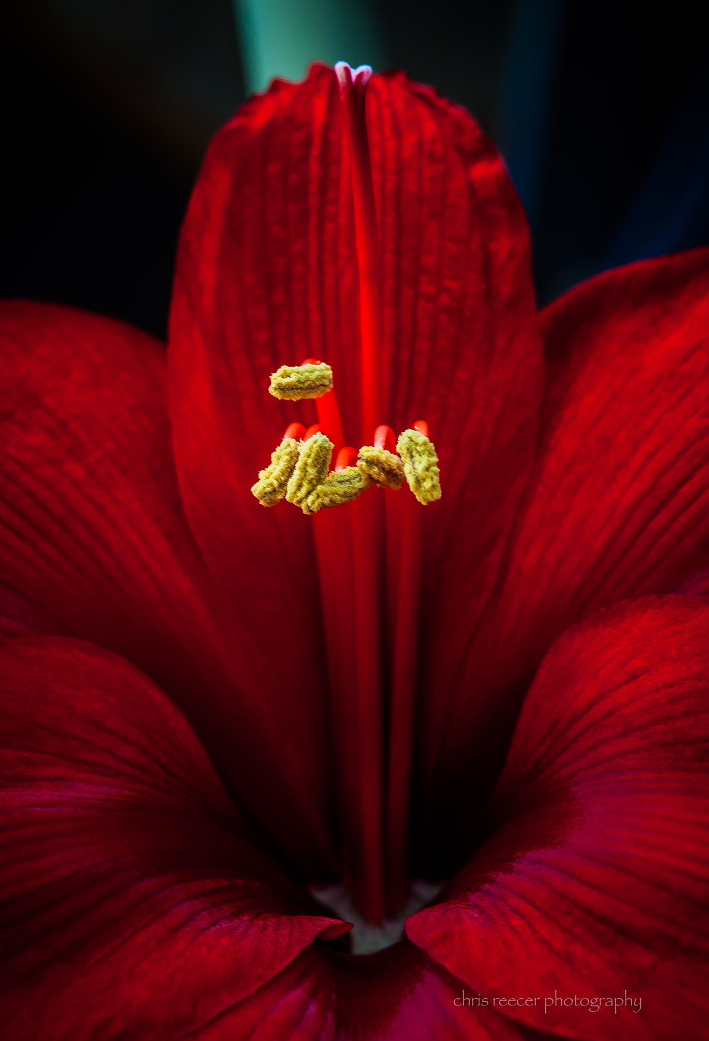 AF Zoom-Nikkor 35-70mm f/3.3-4.5 N sample photo. Amaryllis photography