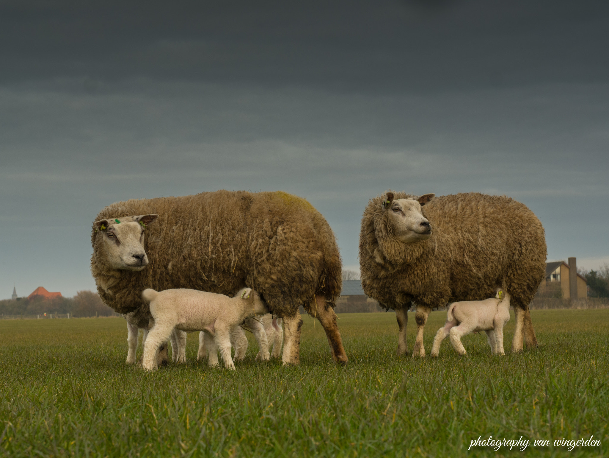 Olympus M.Zuiko Digital ED 60mm F2.8 Macro sample photo. Schapen met lammetjes op texel photography