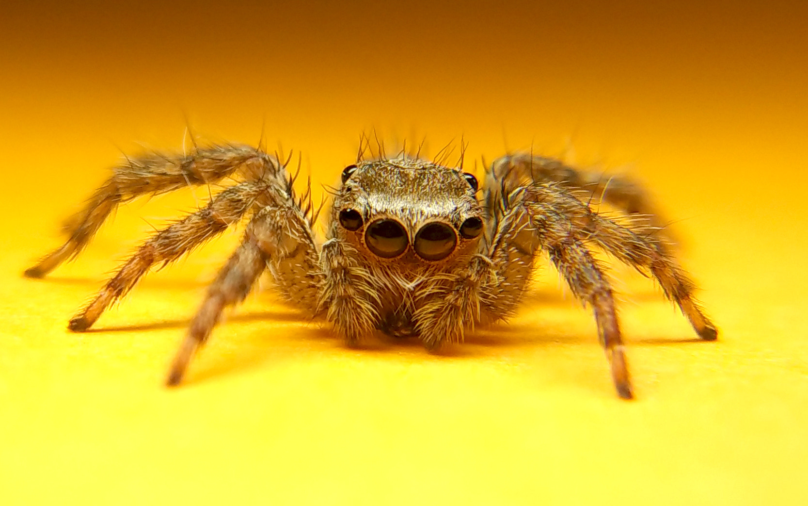 Xiaomi Mi 4i sample photo. Jumping spyder photography