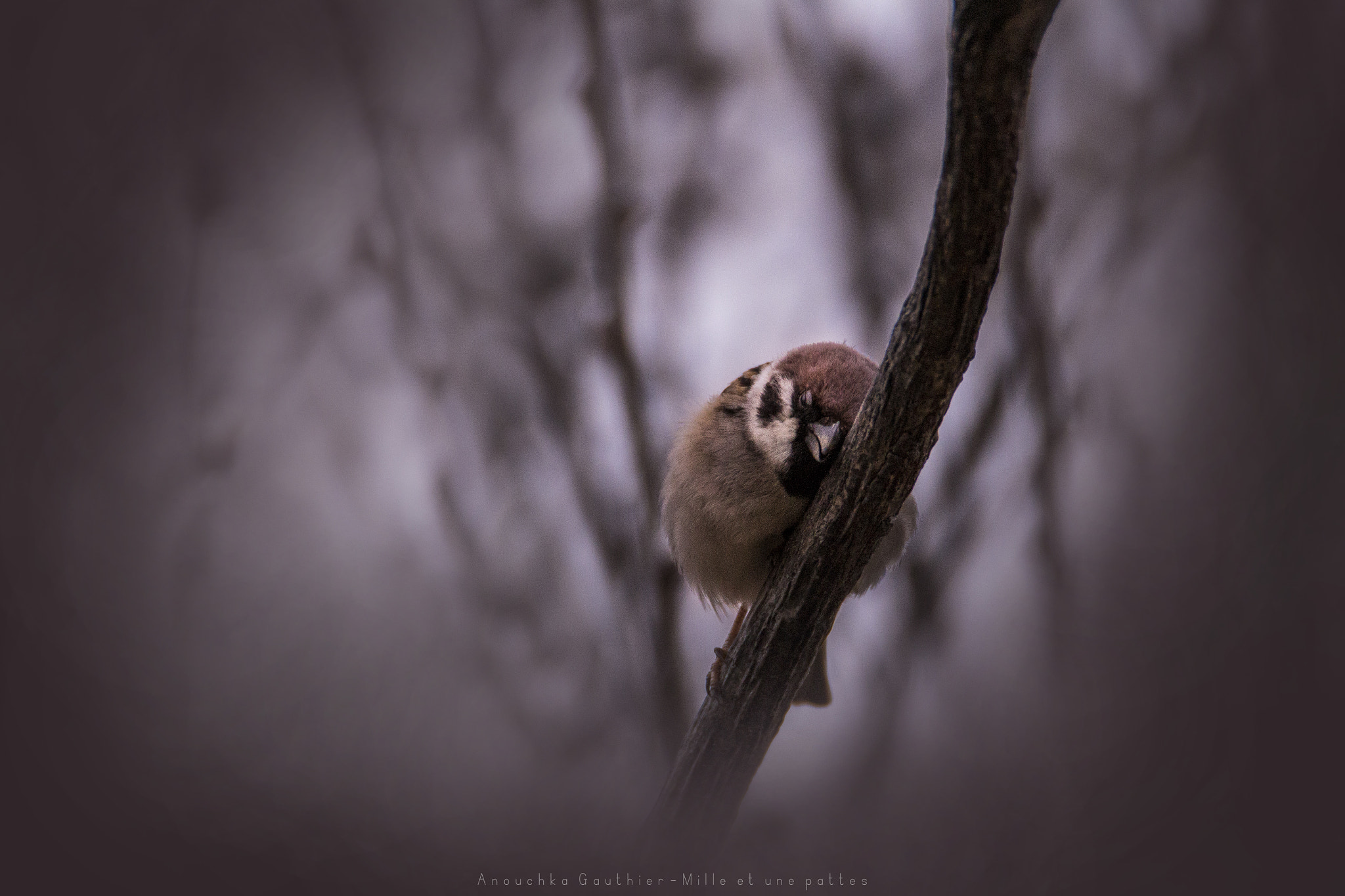 Tamron SP 150-600mm F5-6.3 Di VC USD sample photo. "hug" photography
