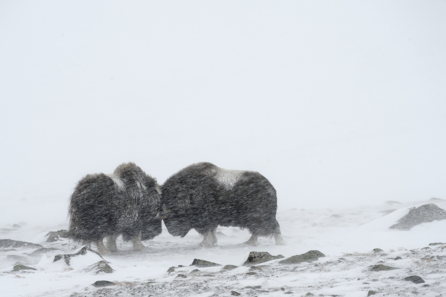 Nikon AF-S Nikkor 70-200mm F4G ED VR sample photo. Riders on the storm photography