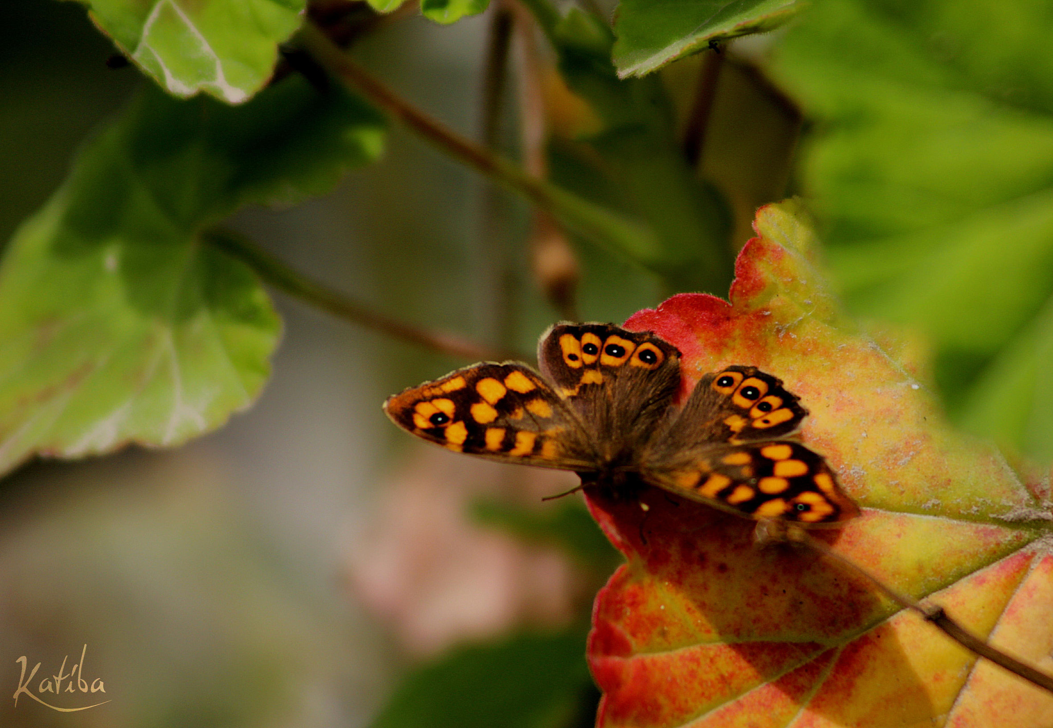 Canon EF 55-200mm F4.5-5.6 II USM sample photo. Butterfly photography