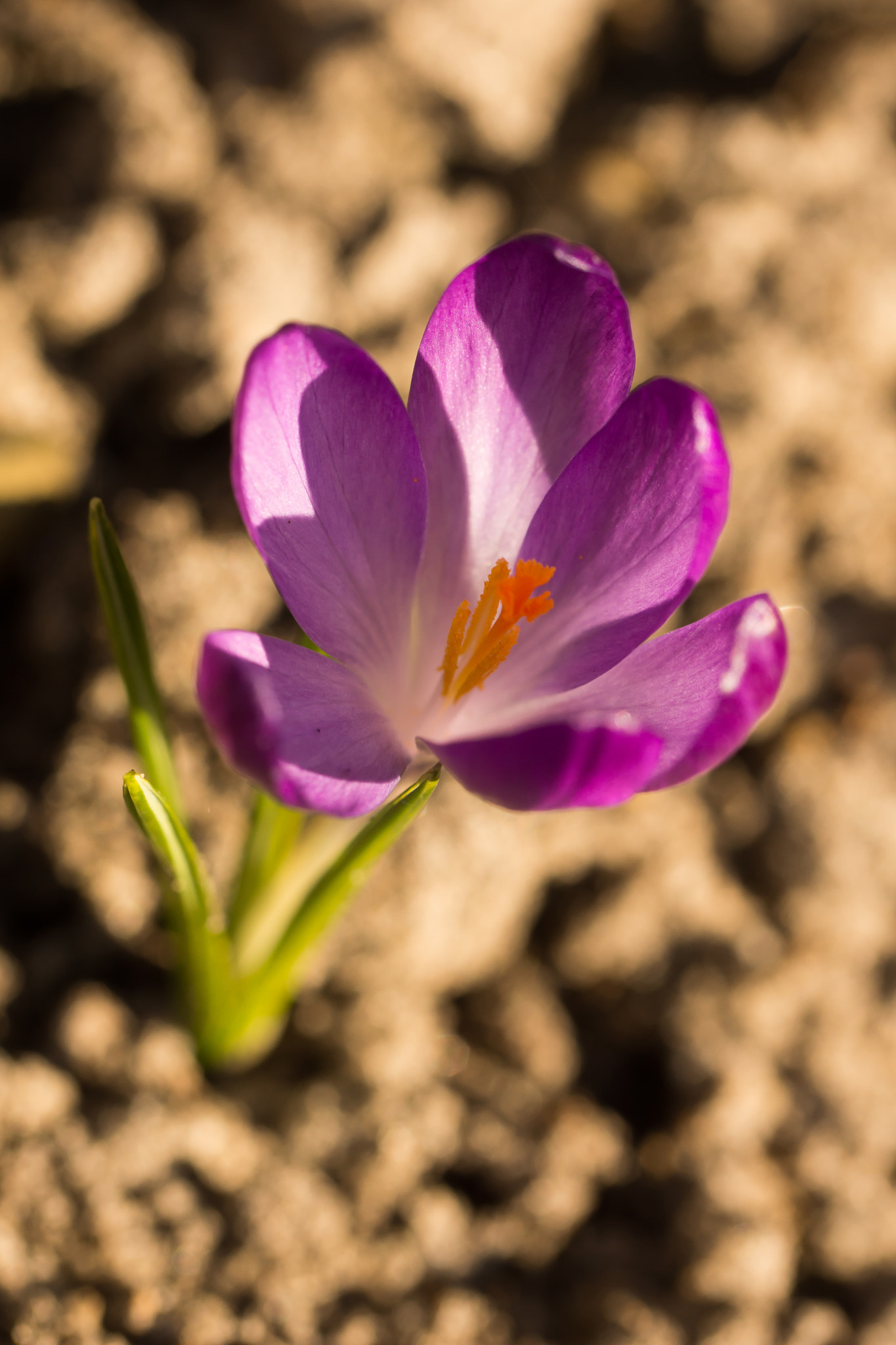 Sony SLT-A65 (SLT-A65V) sample photo. Crocus photography