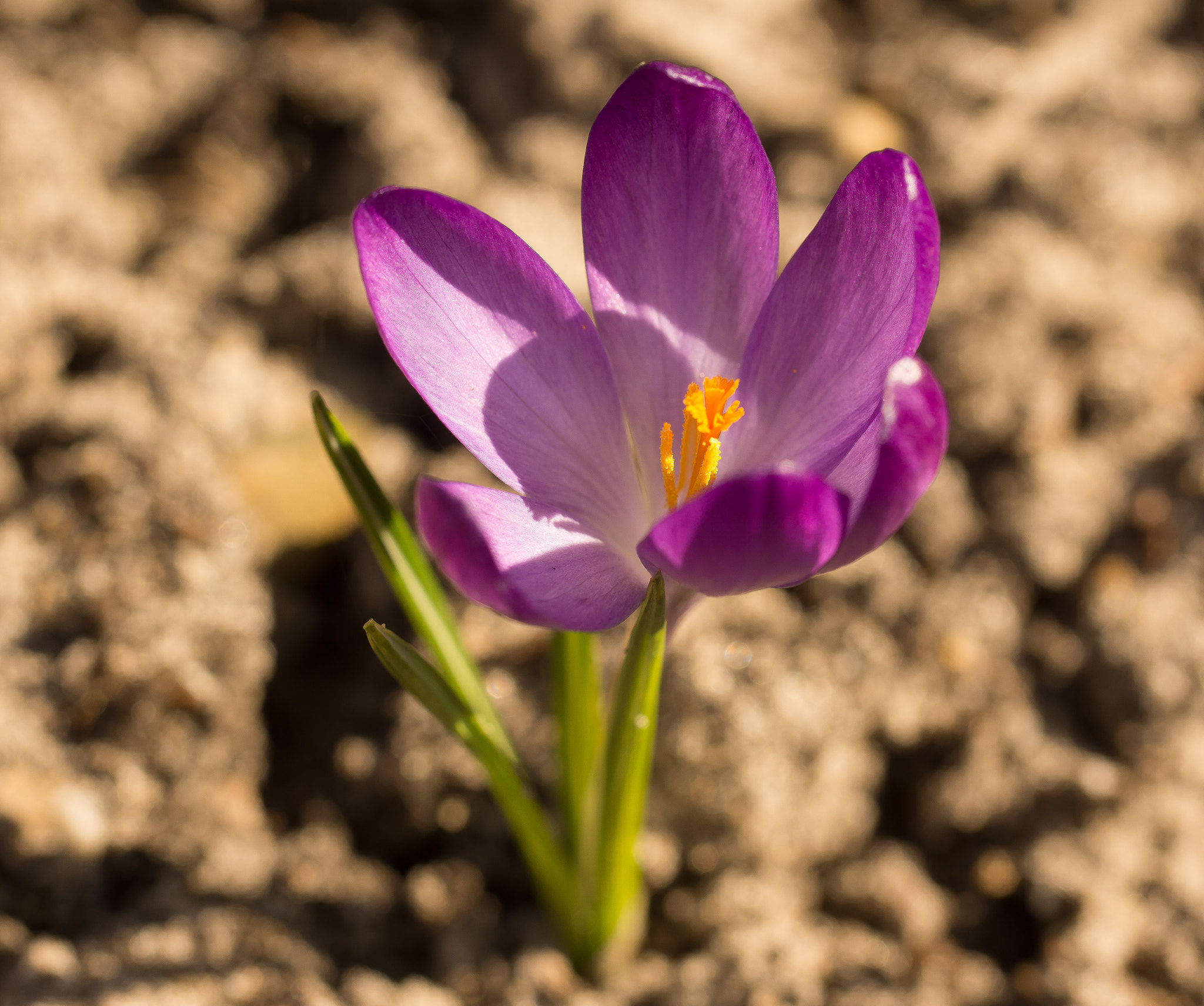 Sony SLT-A65 (SLT-A65V) sample photo. Crocus photography