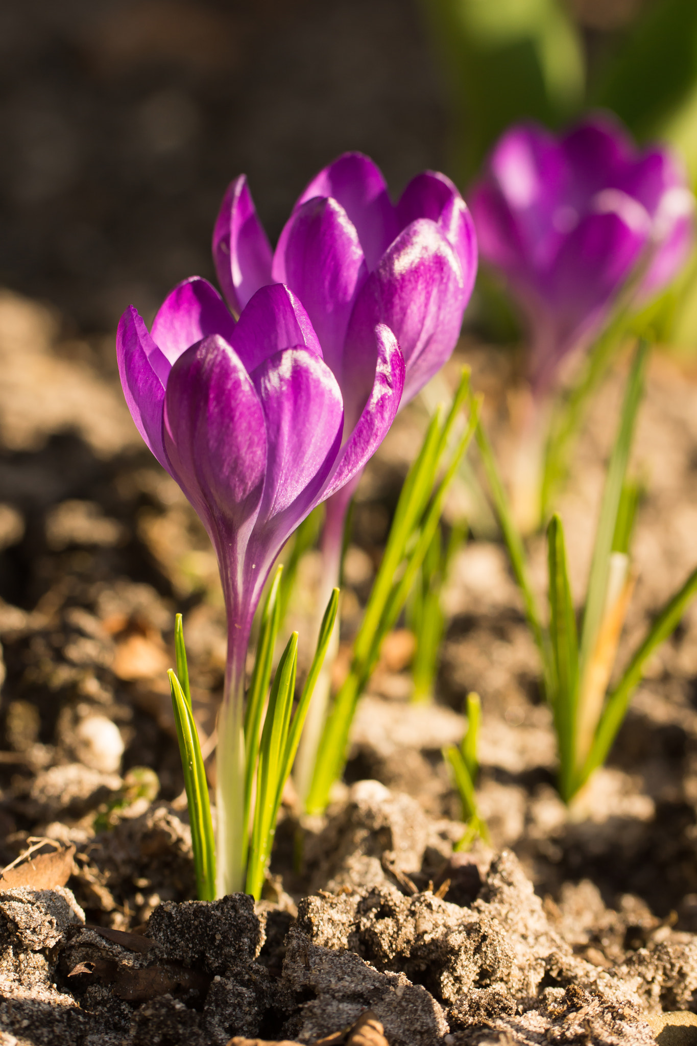 Sony SLT-A65 (SLT-A65V) sample photo. Crocus photography