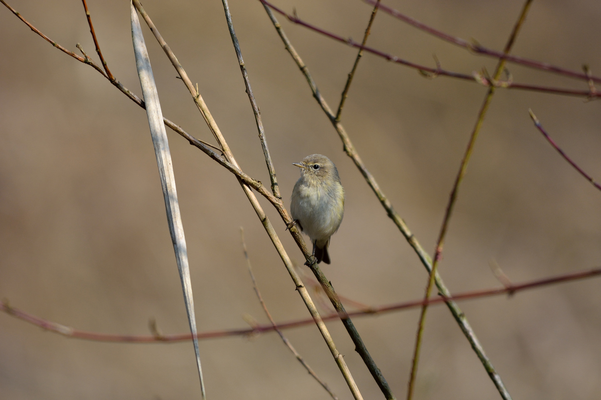 Sigma 150-500mm F5-6.3 DG OS HSM sample photo. 1 photography