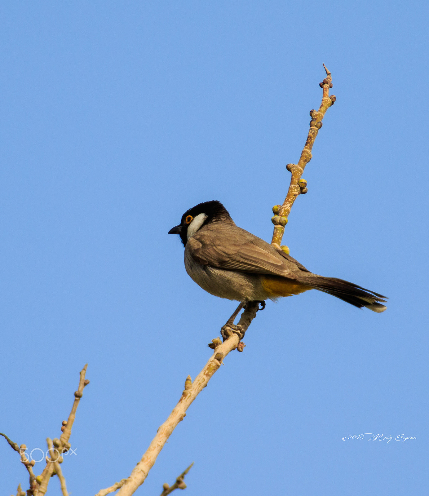 Canon EF 70-200mm F4L USM sample photo. White-eared bulbul photography