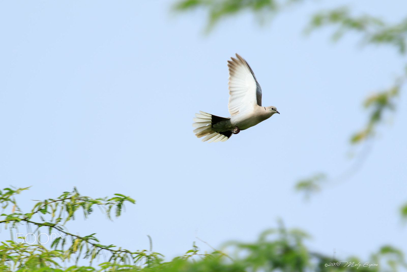 Canon EF 70-200mm F4L USM sample photo. In flight photography