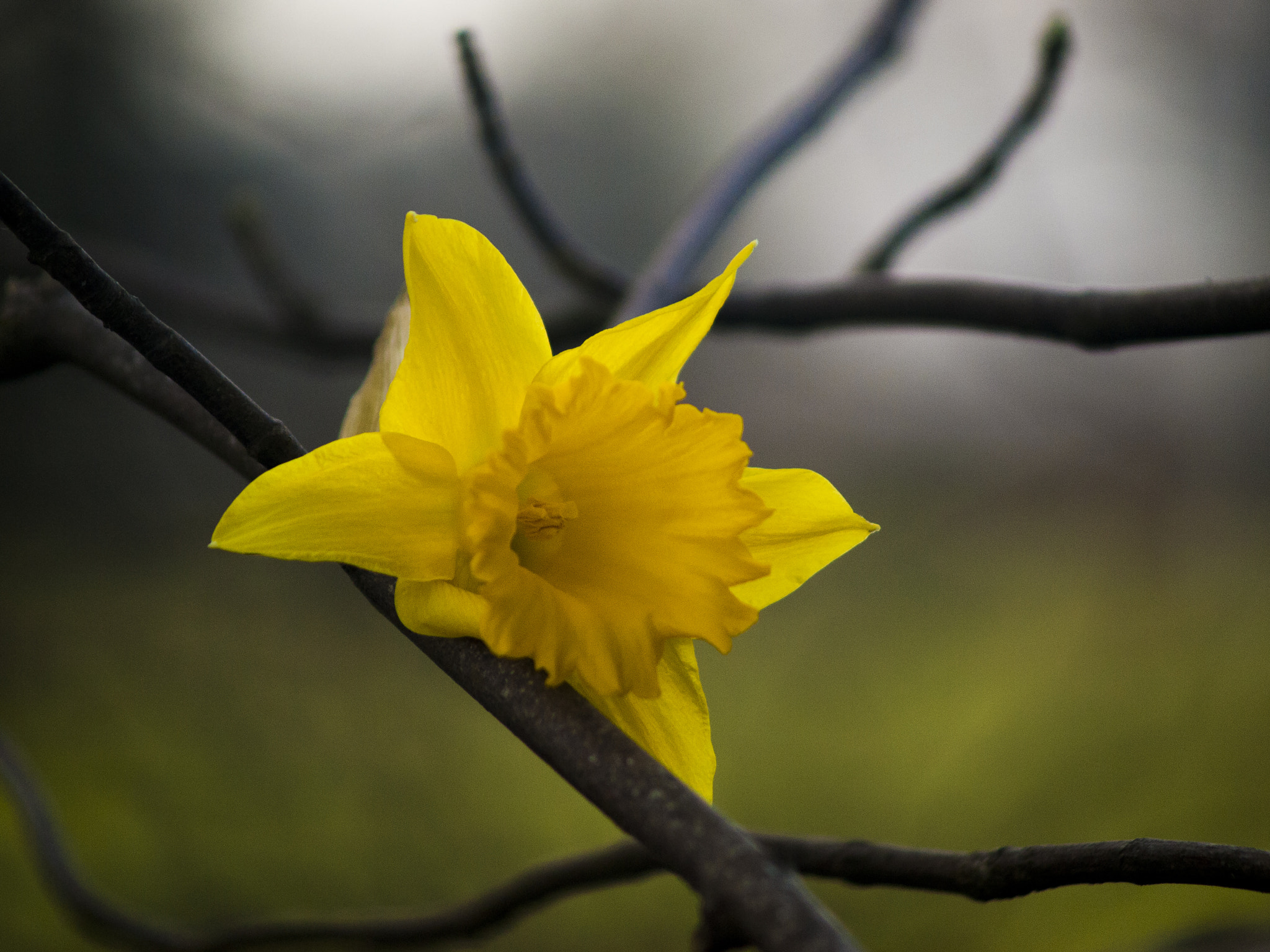 Olympus E-450 (EVOLT E-450) sample photo. Daffodil photography