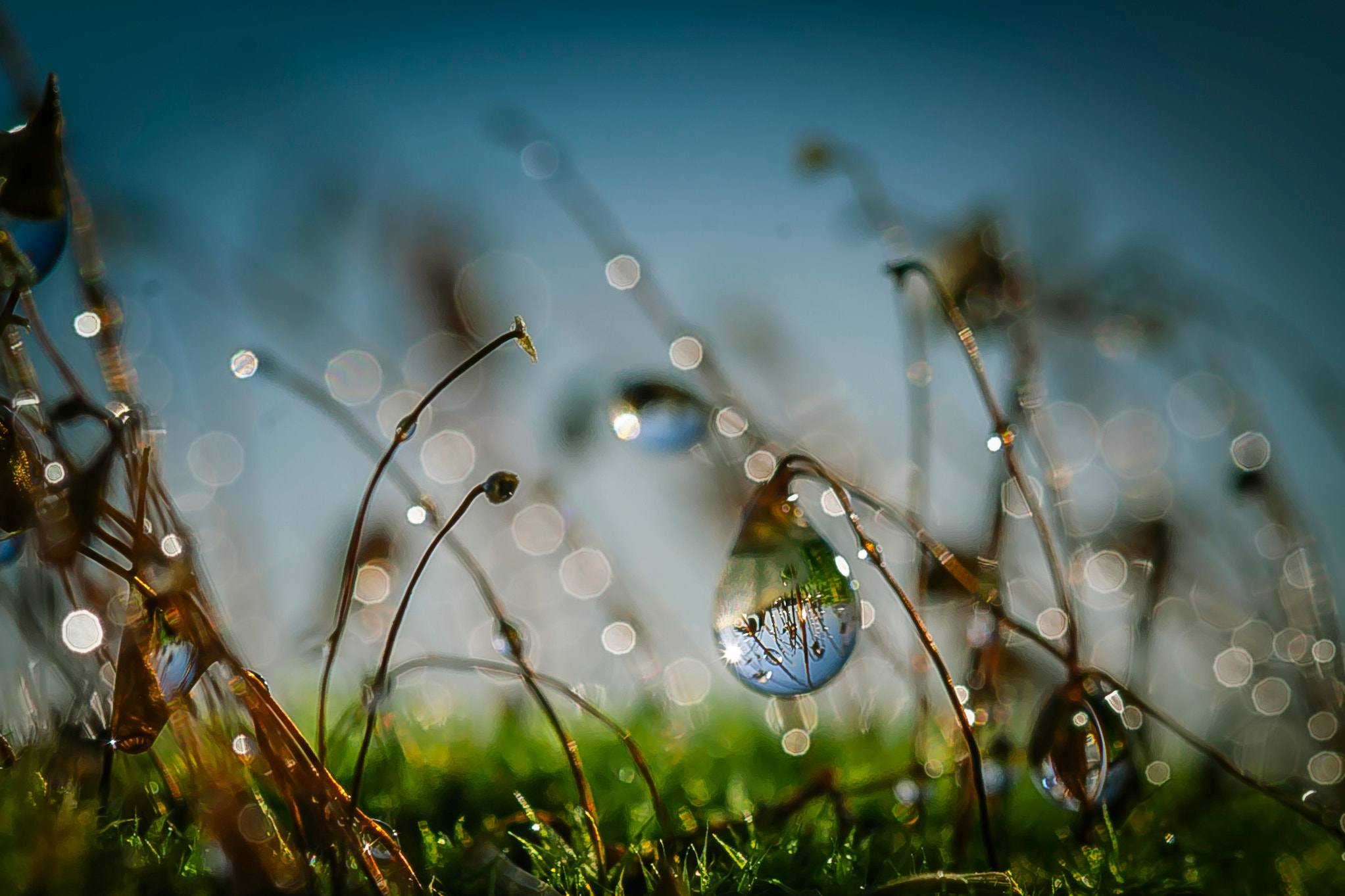 Canon EOS 5D + Canon EF 100mm F2.8L Macro IS USM sample photo. Secret world in the drop. photography