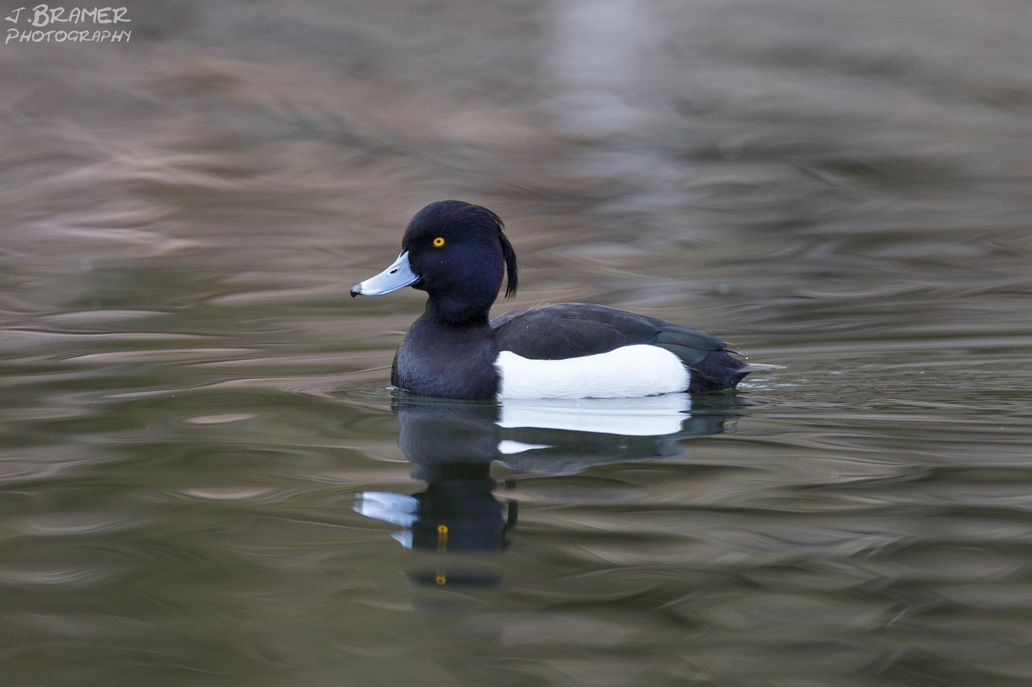 Canon EOS 6D + Canon EF 600mm f/4L IS sample photo. Reiherente photography