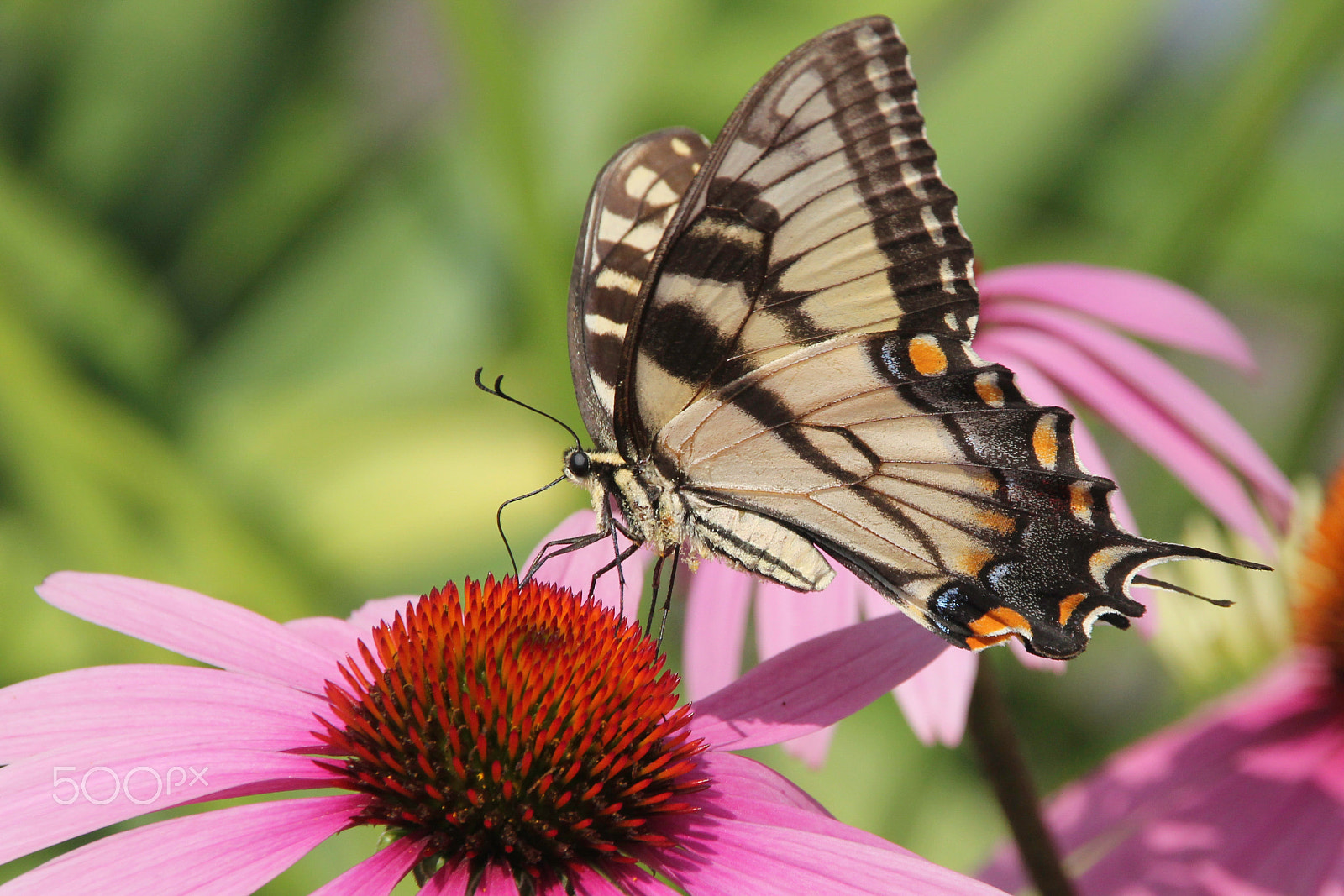 Canon EOS 550D (EOS Rebel T2i / EOS Kiss X4) sample photo. Butterfly photography