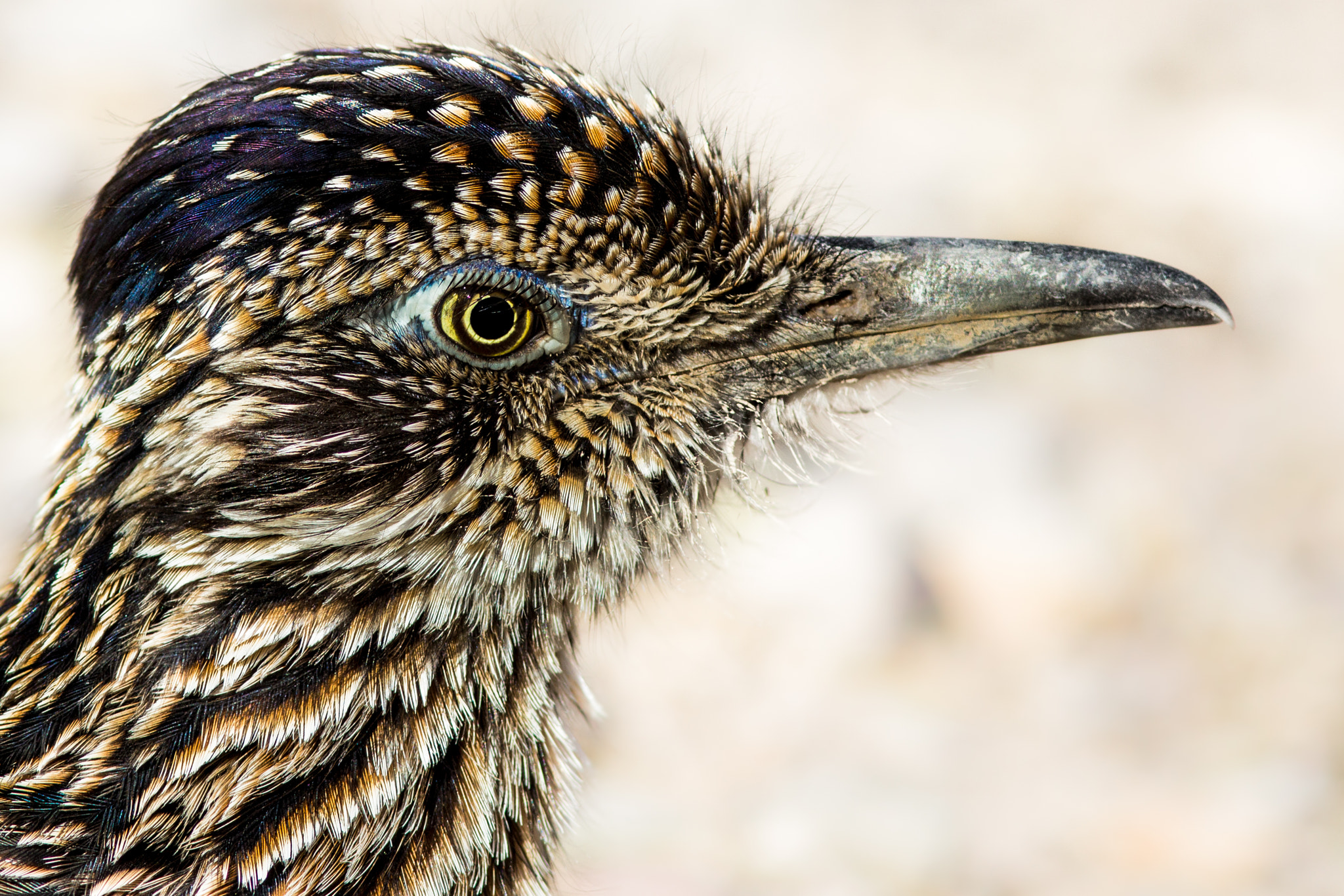 Canon EF 300mm F4L IS USM sample photo. Roadrunner's eye photography