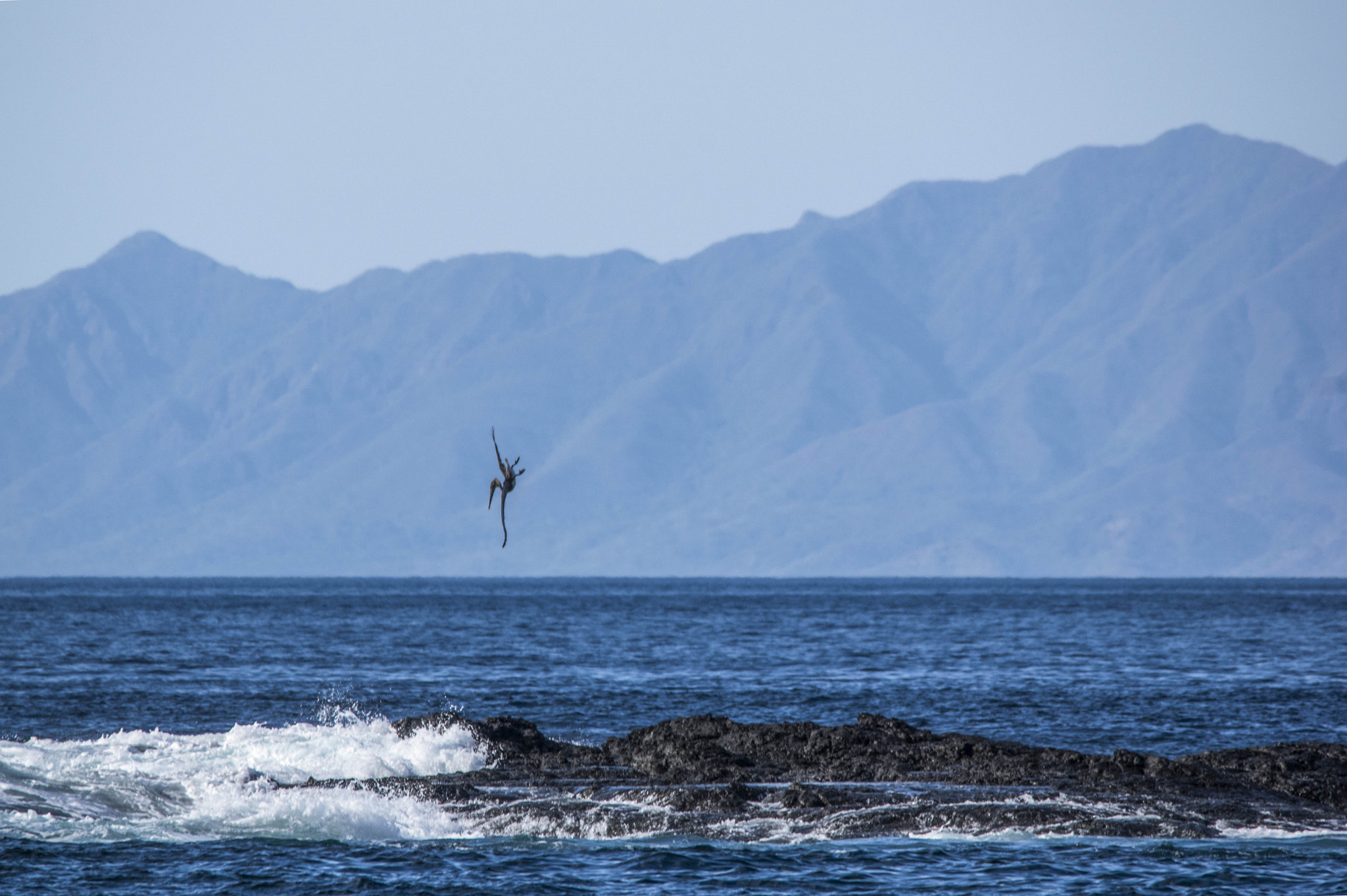 Pentax K-3 II + Sigma 150-500mm F5-6.3 DG OS HSM sample photo. Pterodactyl photography