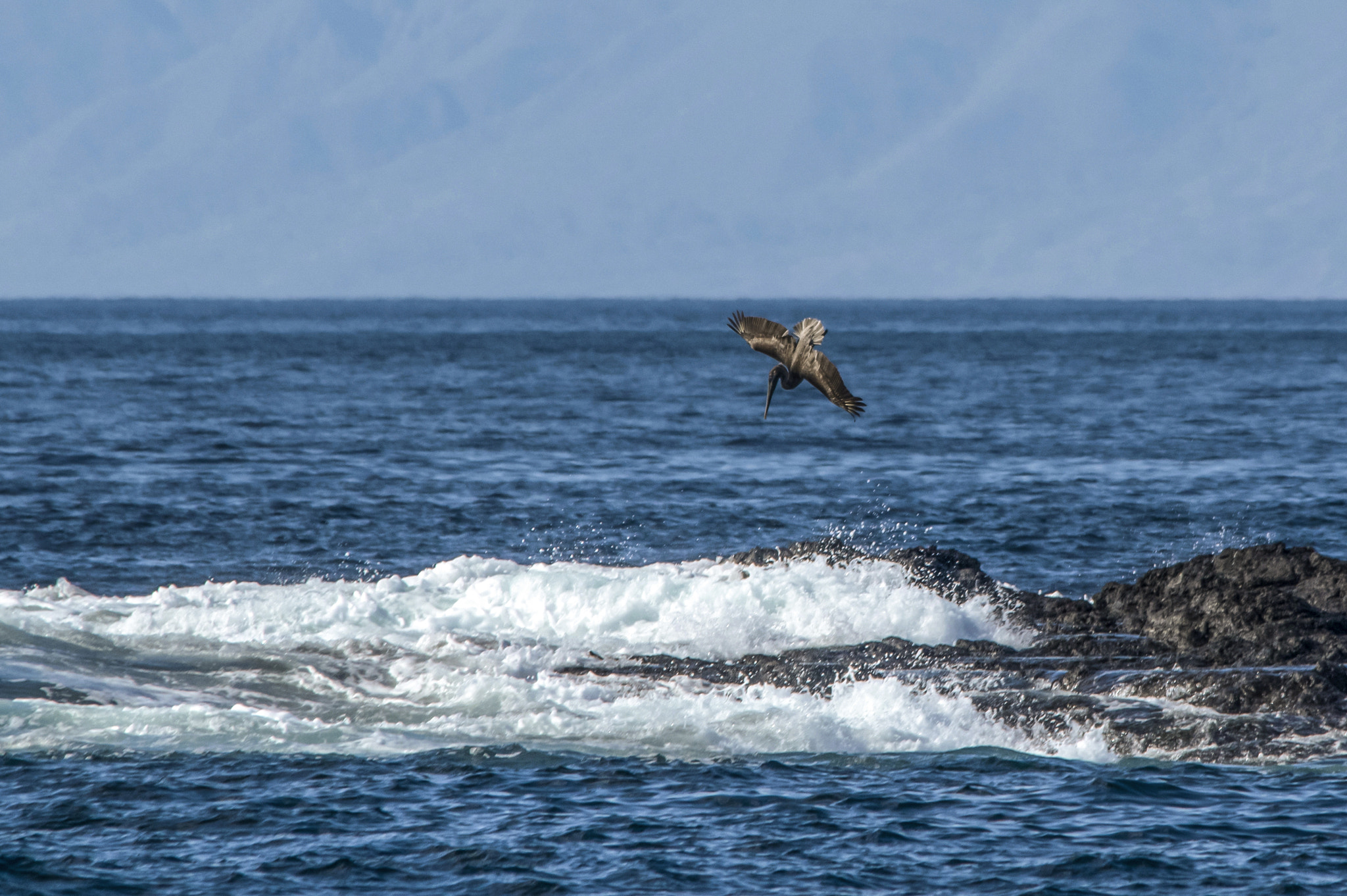 Pentax K-3 II + Sigma 150-500mm F5-6.3 DG OS HSM sample photo. Pterodactyl photography