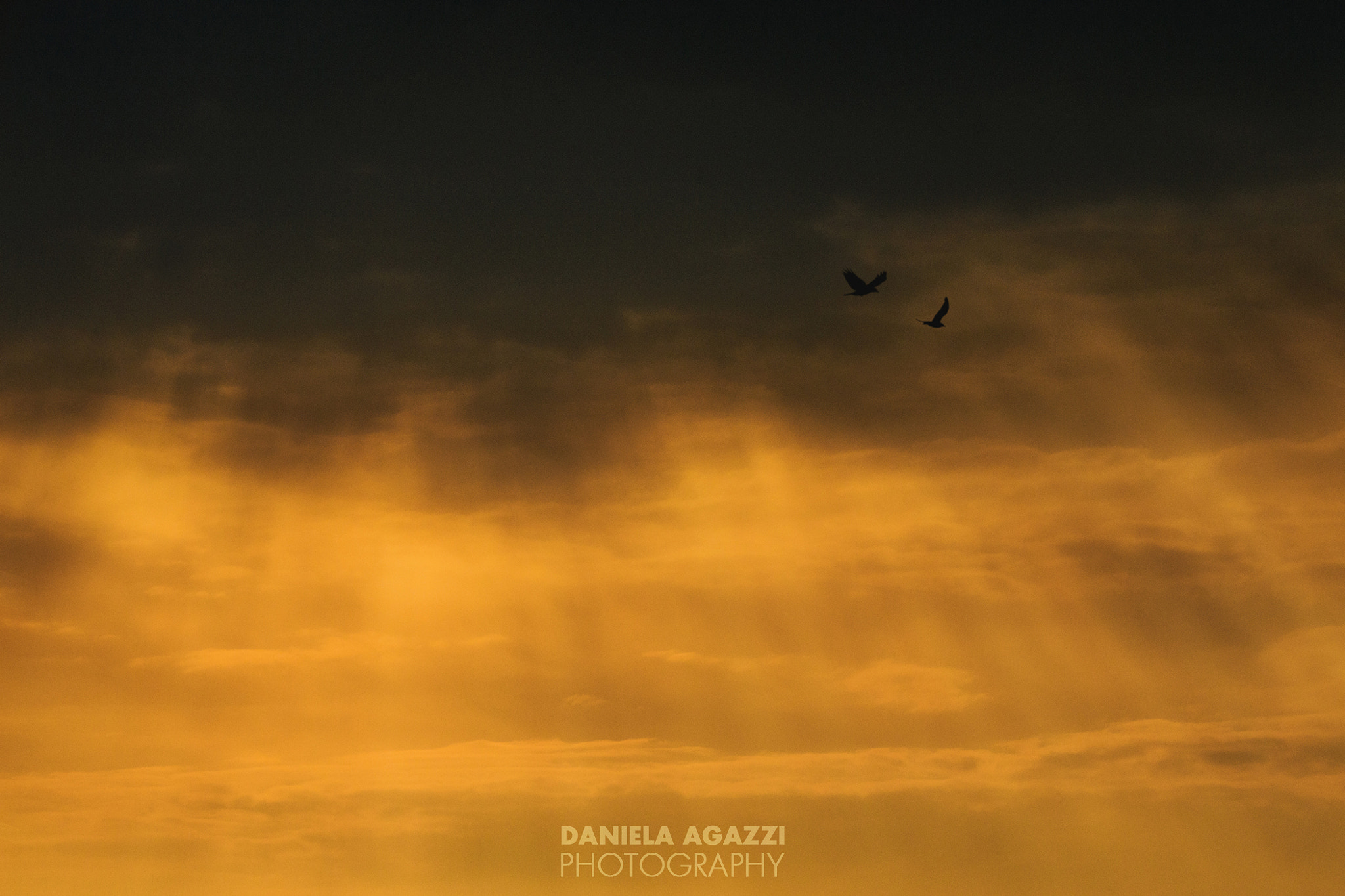 Nikon AF-S Nikkor 70-200mm F2.8G ED VR II sample photo. Birds photography