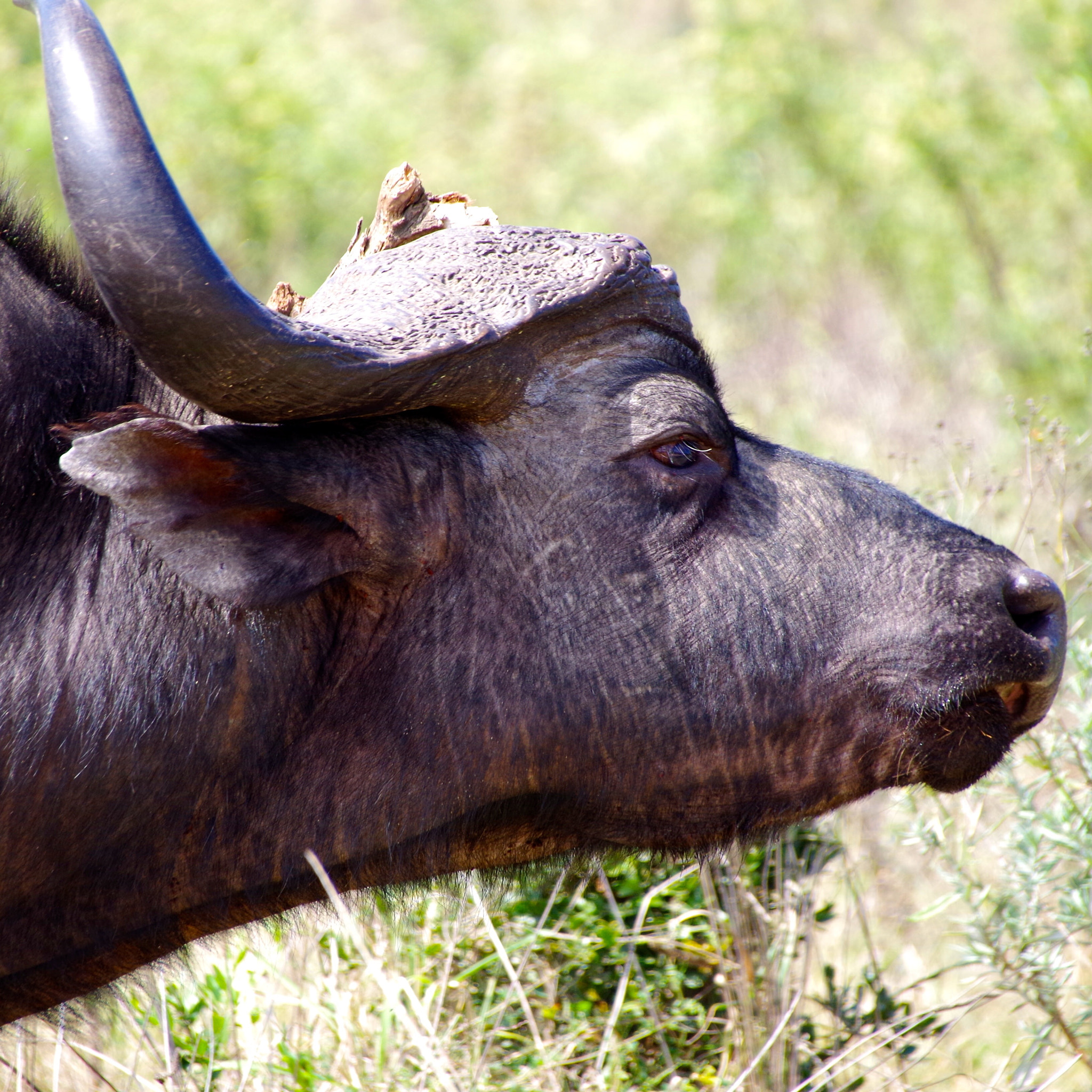 Pentax K-50 + Sigma 18-250mm F3.5-6.3 DC Macro OS HSM sample photo. Buffalo photography