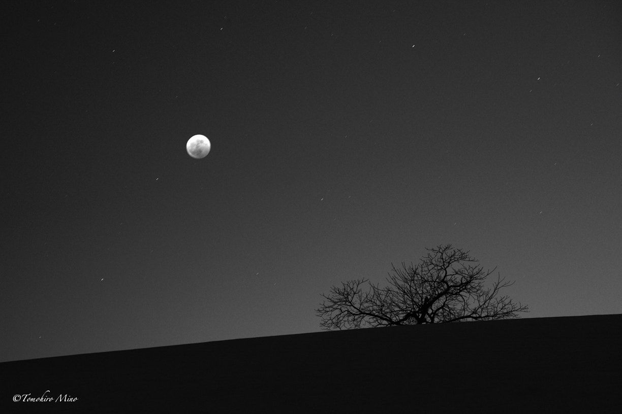 Nikon D3X sample photo. Moon and tree photography