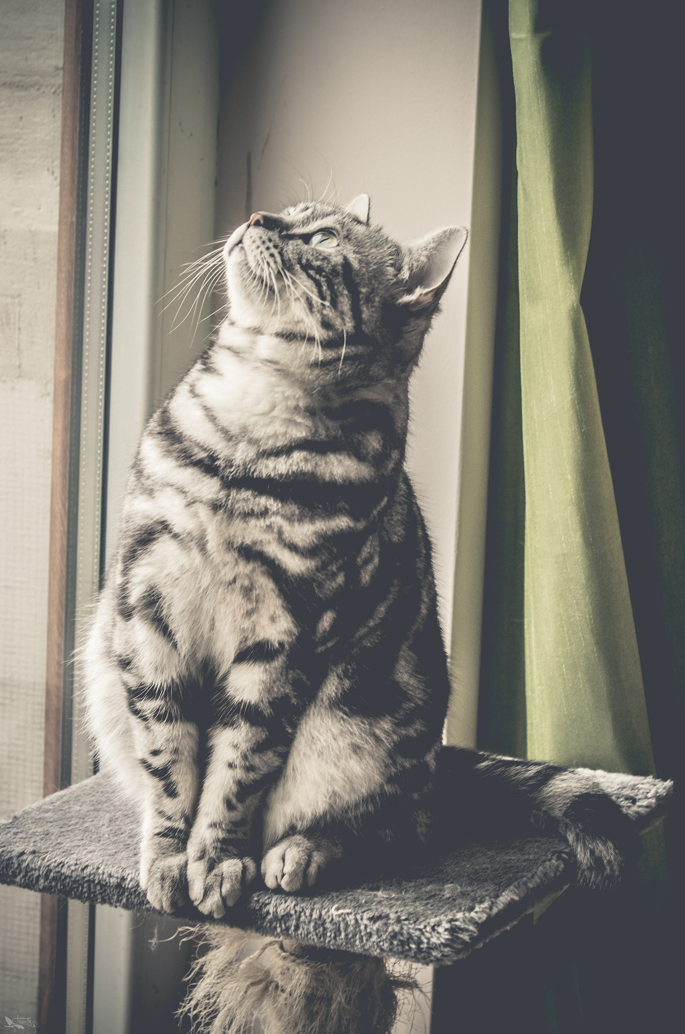 Sigma 70-200mm F2.8 EX DG OS HSM sample photo. My lovely kitty photography