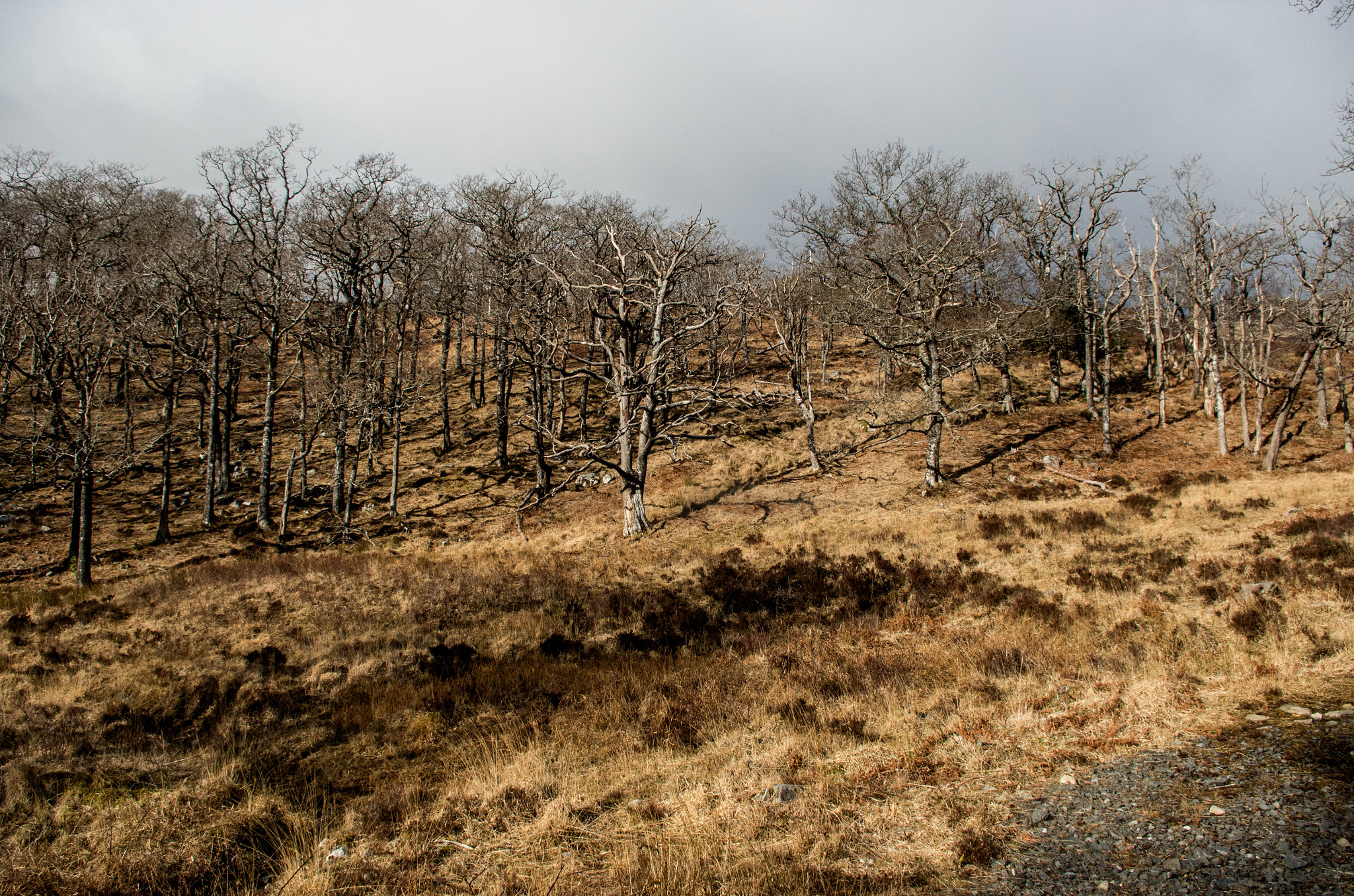 smc PENTAX-DA L 18-55mm F3.5-5.6 sample photo. On my way to arisaig photography