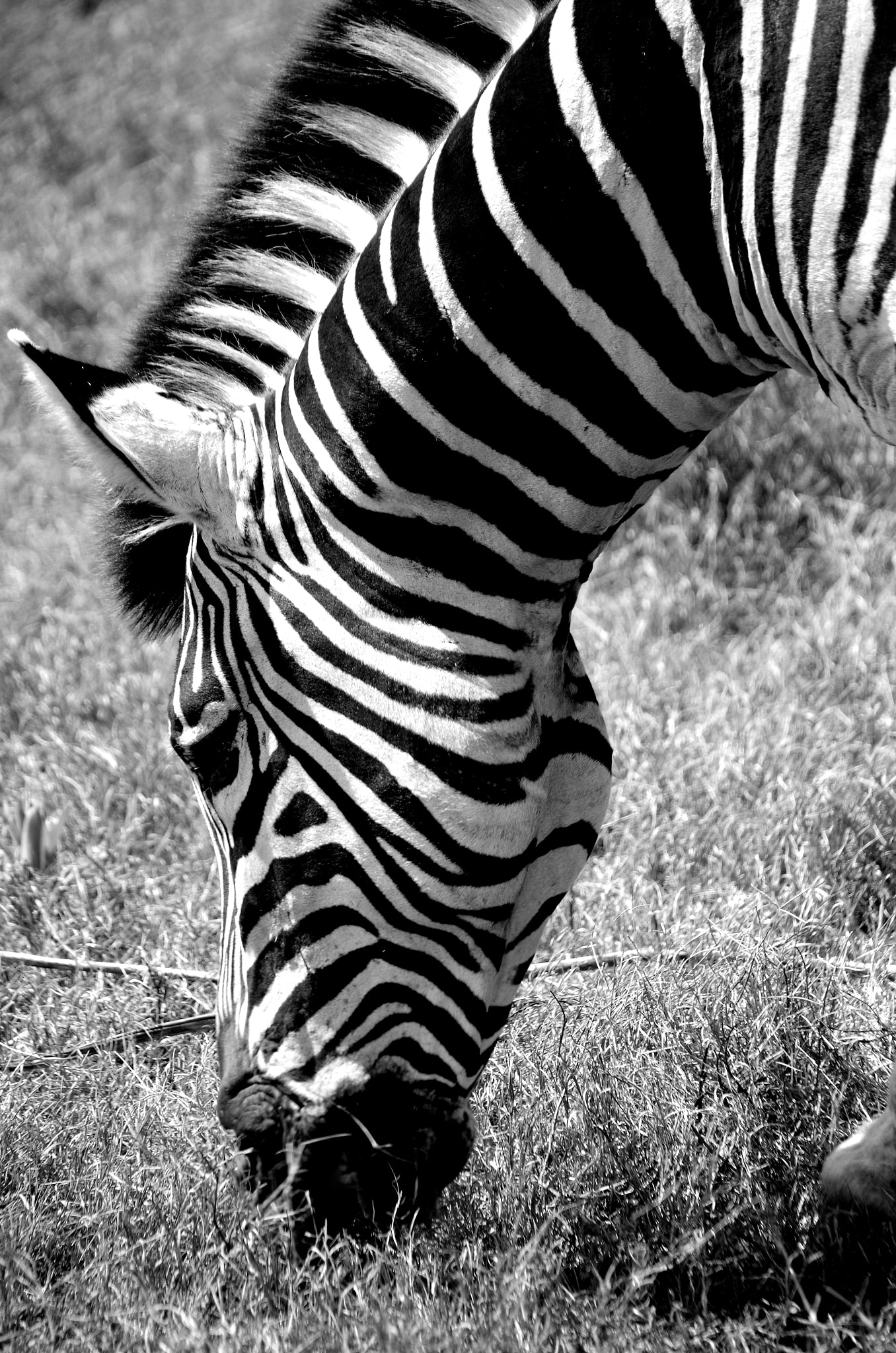 Sigma 18-250mm F3.5-6.3 DC Macro OS HSM sample photo. Zebra photography