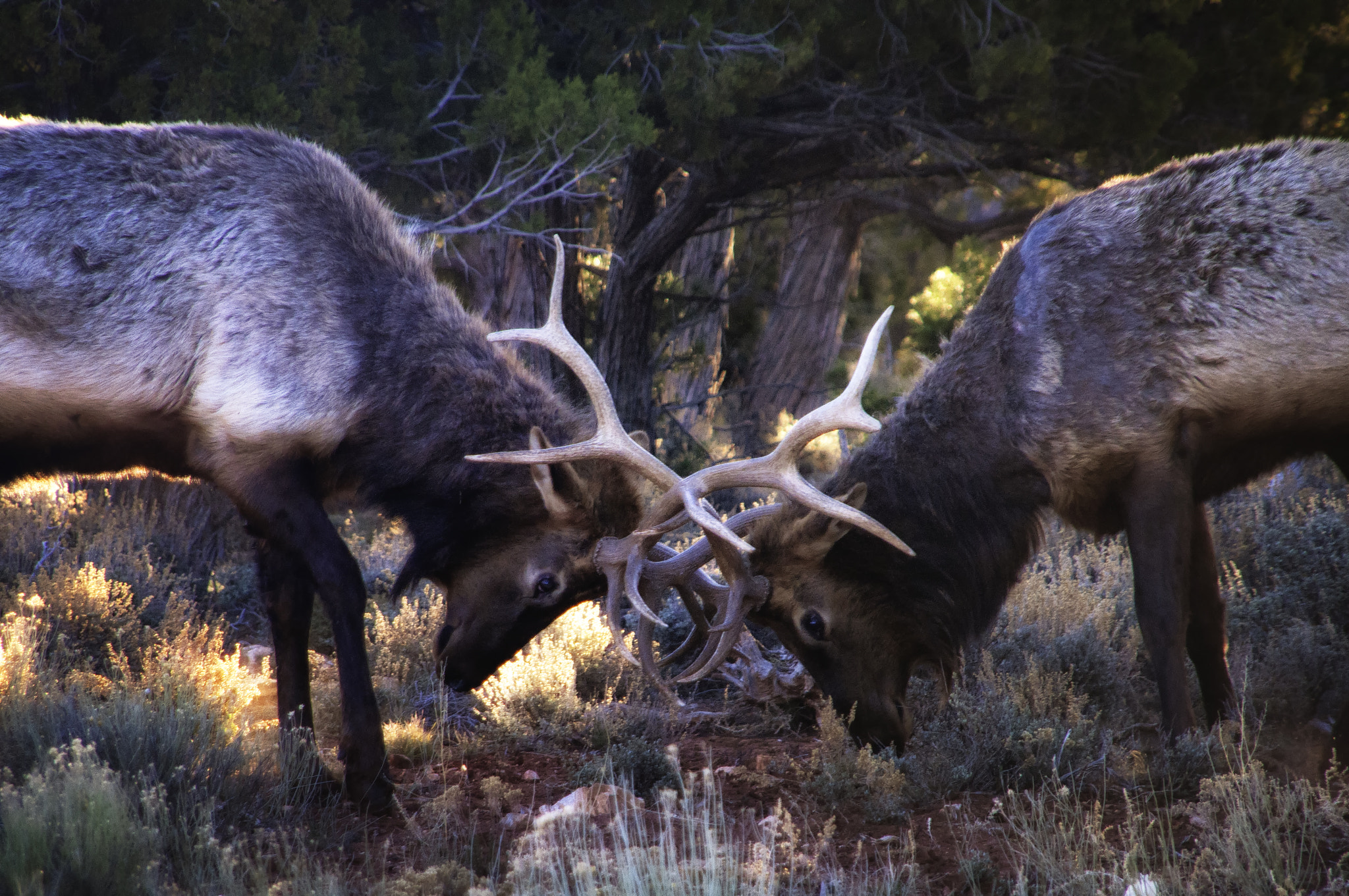 Nikon D300 + Sigma 18-200mm F3.5-6.3 DC sample photo. Elks fighting photography