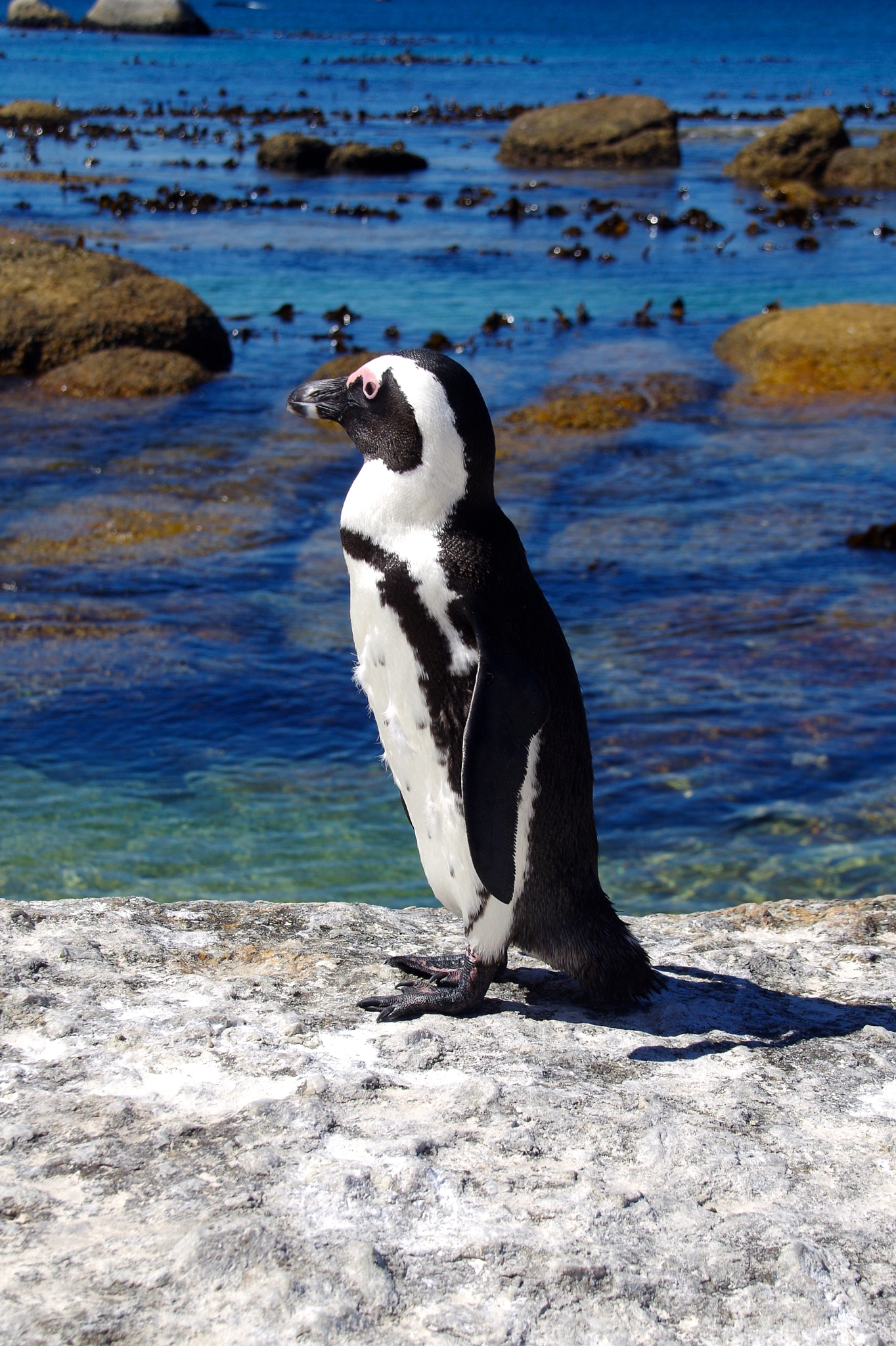 Pentax K-50 + Sigma 18-250mm F3.5-6.3 DC Macro OS HSM sample photo. Penguin photography