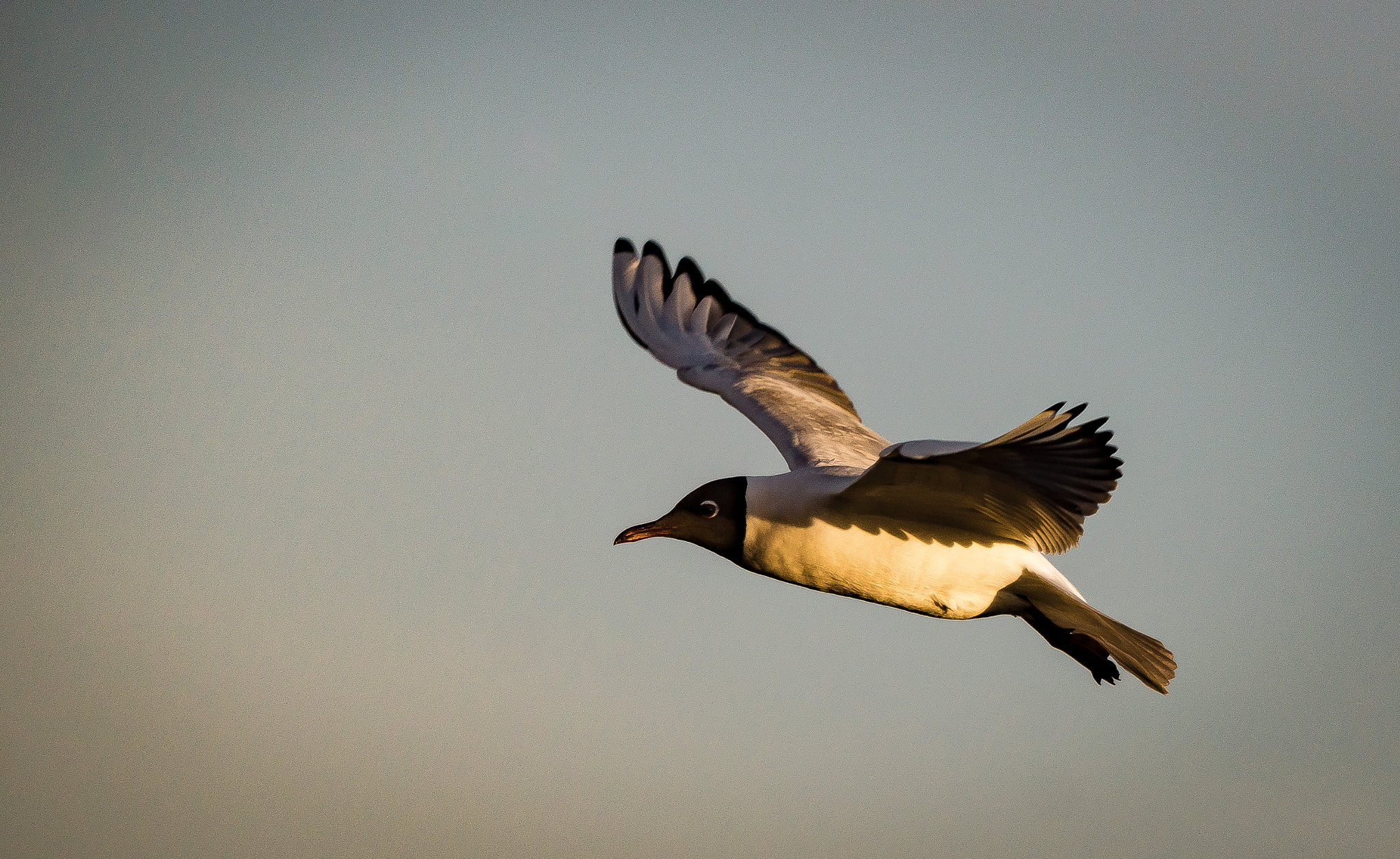 Sigma 150-500mm F5-6.3 DG OS HSM sample photo. Möwe im licht photography
