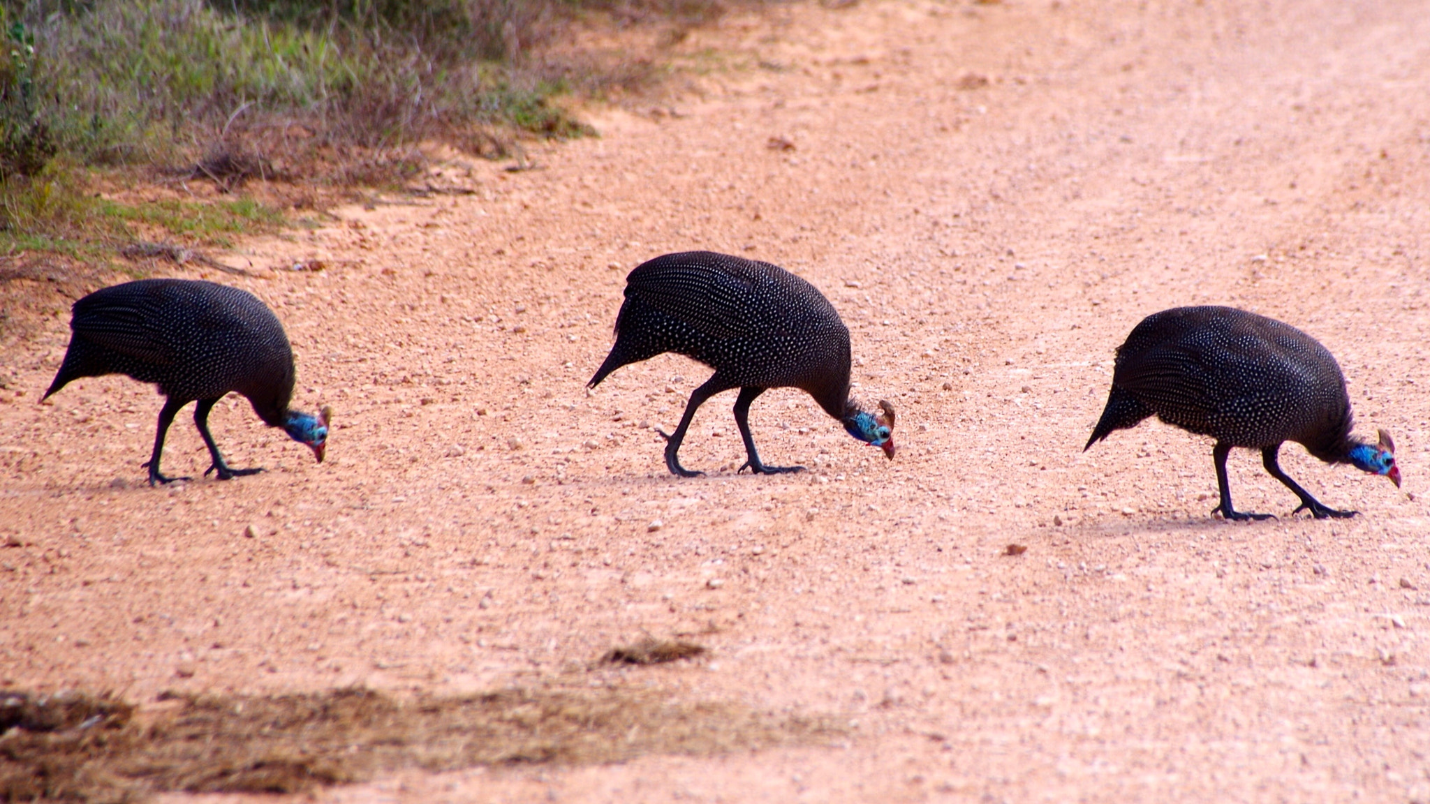 Pentax K-50 + Sigma 18-250mm F3.5-6.3 DC Macro OS HSM sample photo. Guinea fowl photography