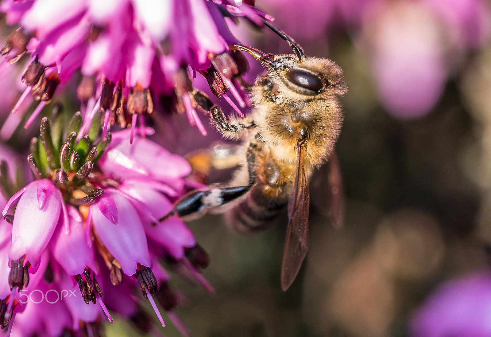 Panasonic Leica DG Macro-Elmarit 45mm F2.8 ASPH OIS sample photo. Erica carnea & bee photography