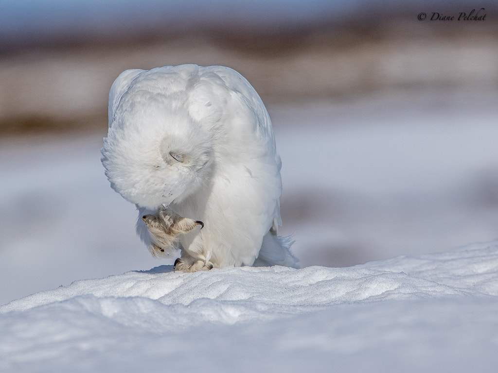 Canon EF 300mm F2.8L IS II USM sample photo. Snowy owl photography