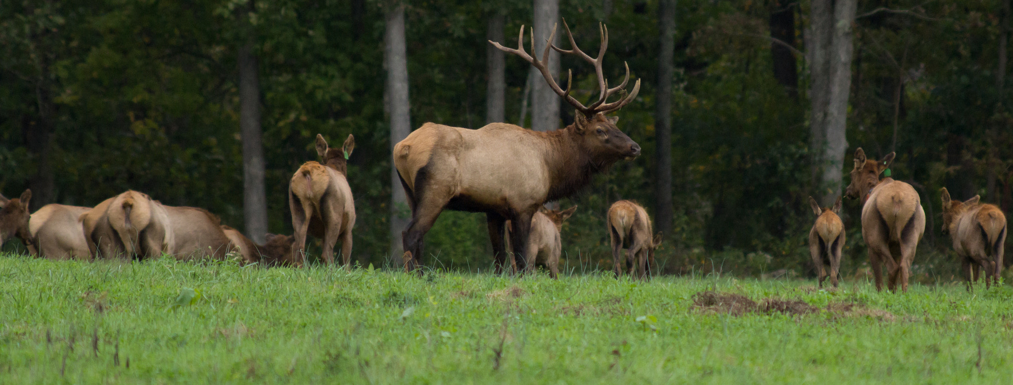 Canon EF 200mm F2.8L II USM sample photo. Bull and harem photography