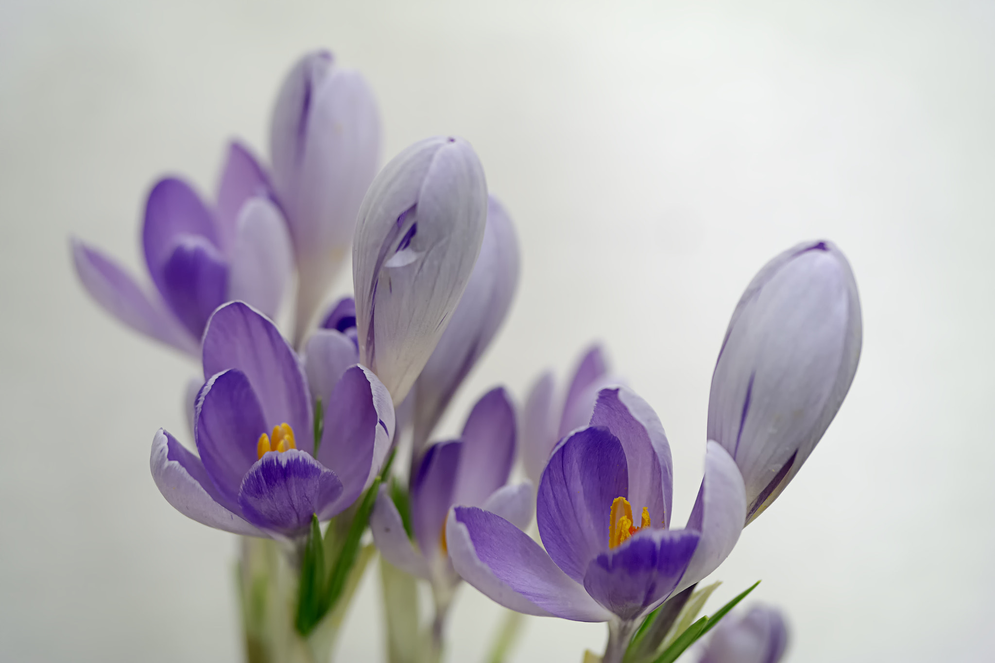 Samsung NX300 + Samsung NX 60mm F2.8 Macro ED OIS SSA sample photo. ... photography