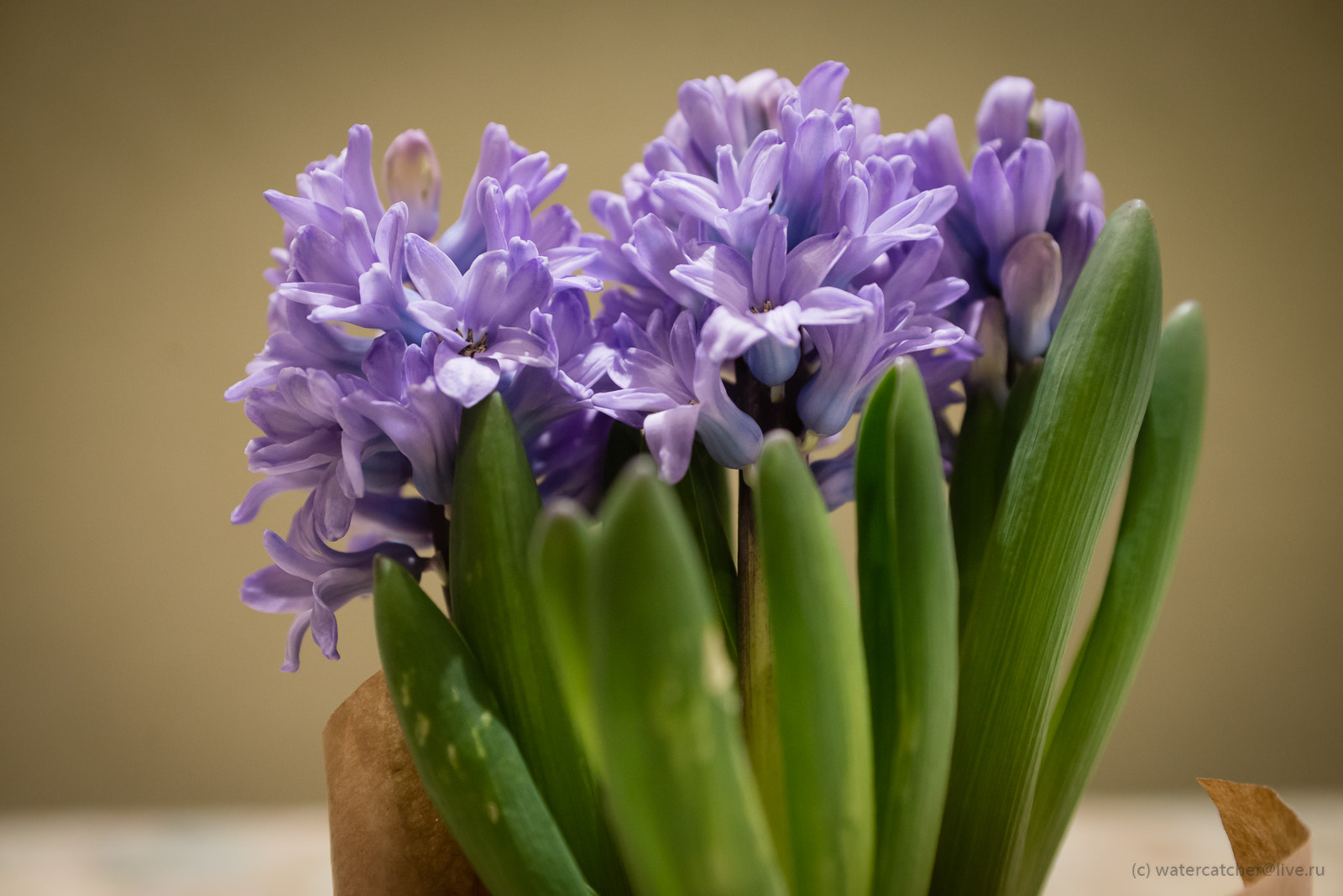 Nikon D800 + AF Zoom-Nikkor 35-70mm f/2.8D sample photo. *** photography