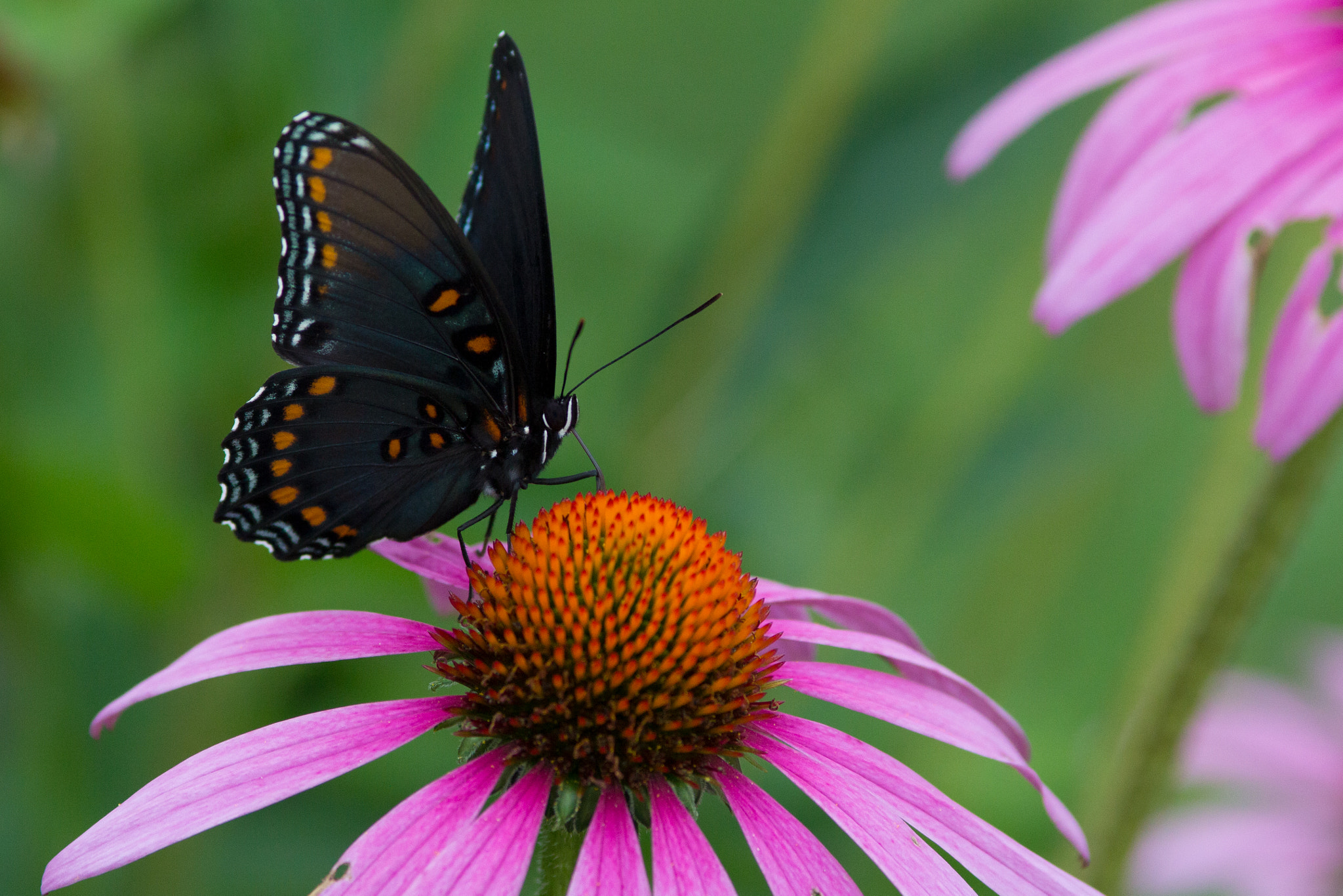 Canon EOS 60D + Canon EF 200mm F2.8L II USM sample photo. Red-spotted purple photography