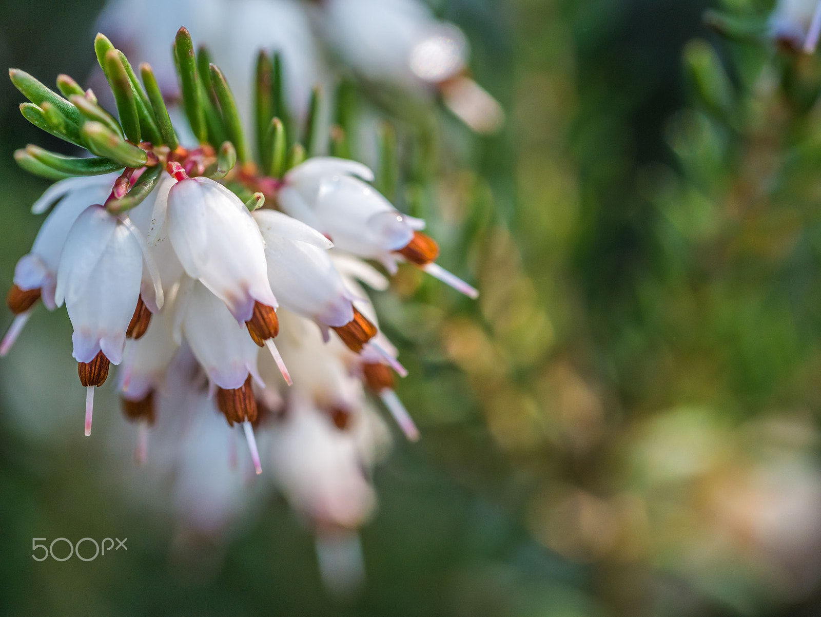 Panasonic Leica DG Macro-Elmarit 45mm F2.8 ASPH OIS sample photo. Erica carnea - springwood white photography