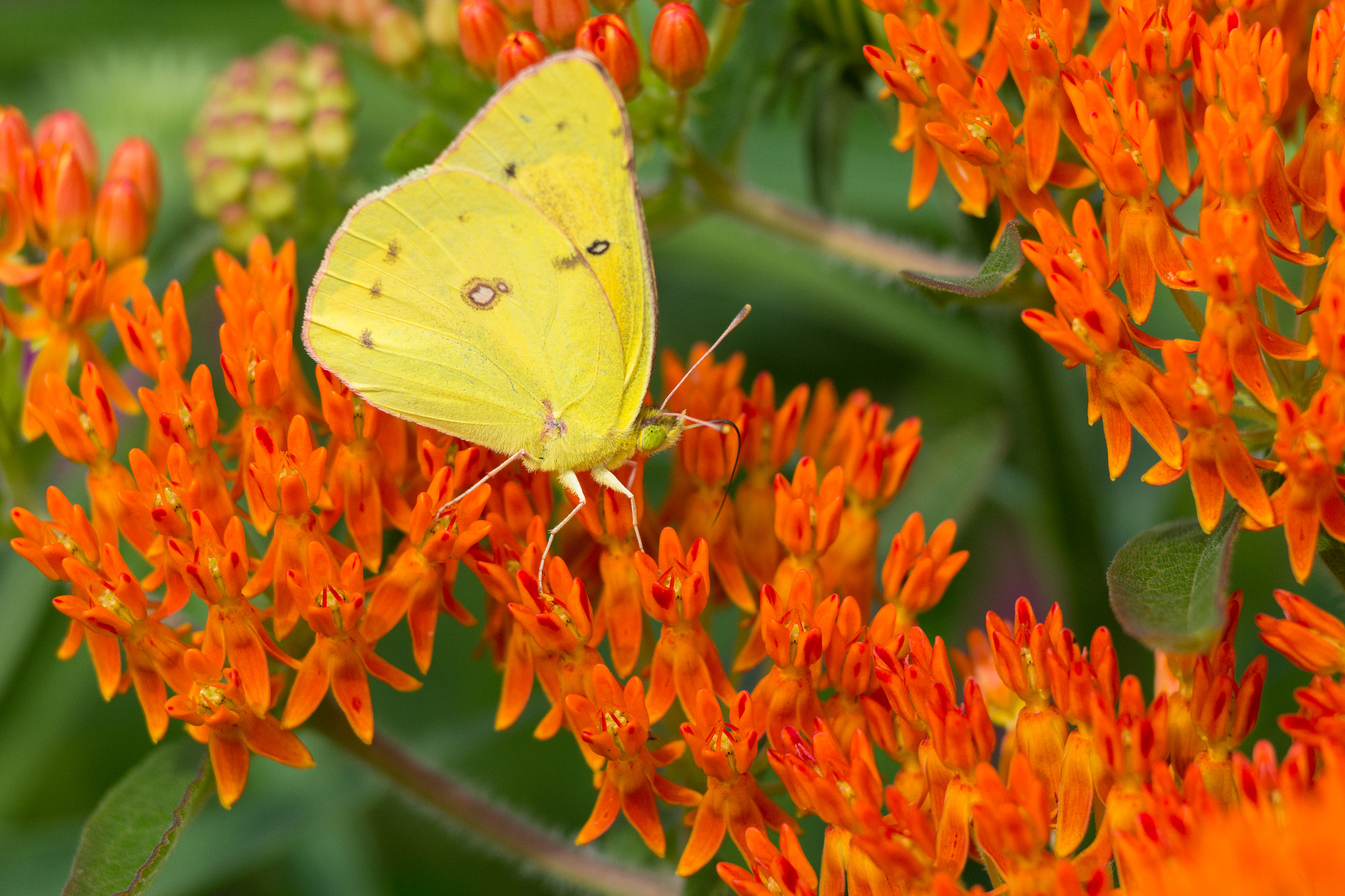 Canon EOS 60D + Canon EF 200mm F2.8L II USM sample photo. Perryeckhardt home clouded sulphur photography