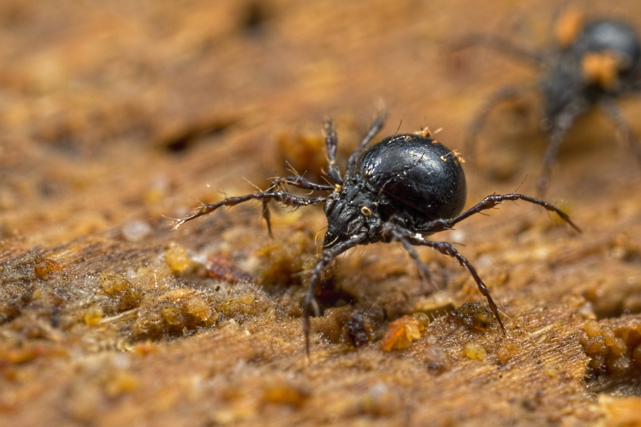 Canon MP-E 65mm F2.5 1-5x Macro Photo sample photo. Mighty mite photography