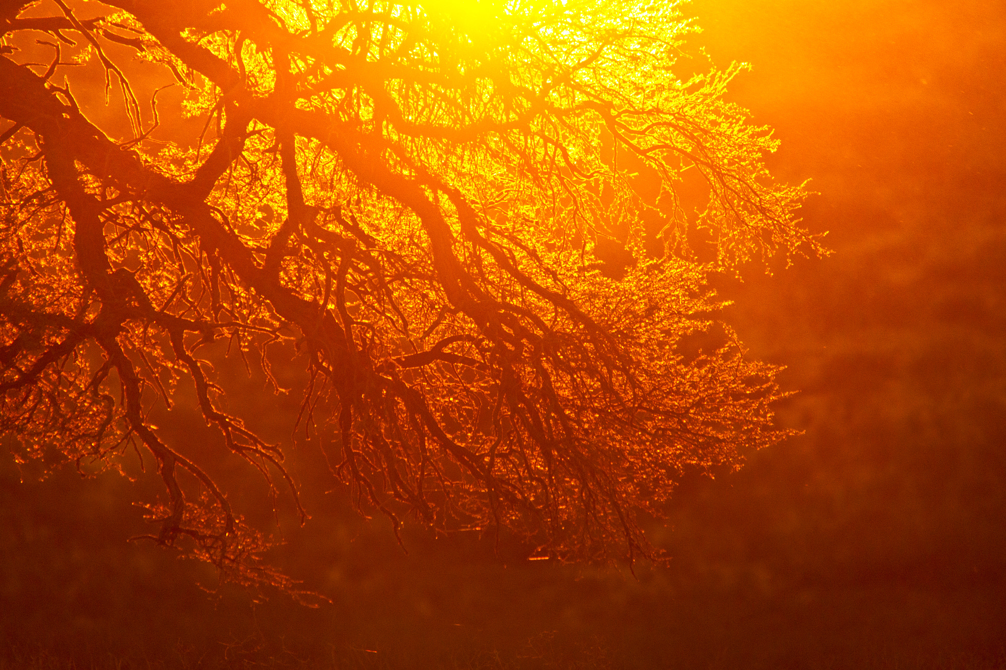 Sigma 150-500mm F5-6.3 DG OS HSM sample photo. Sunrise photography