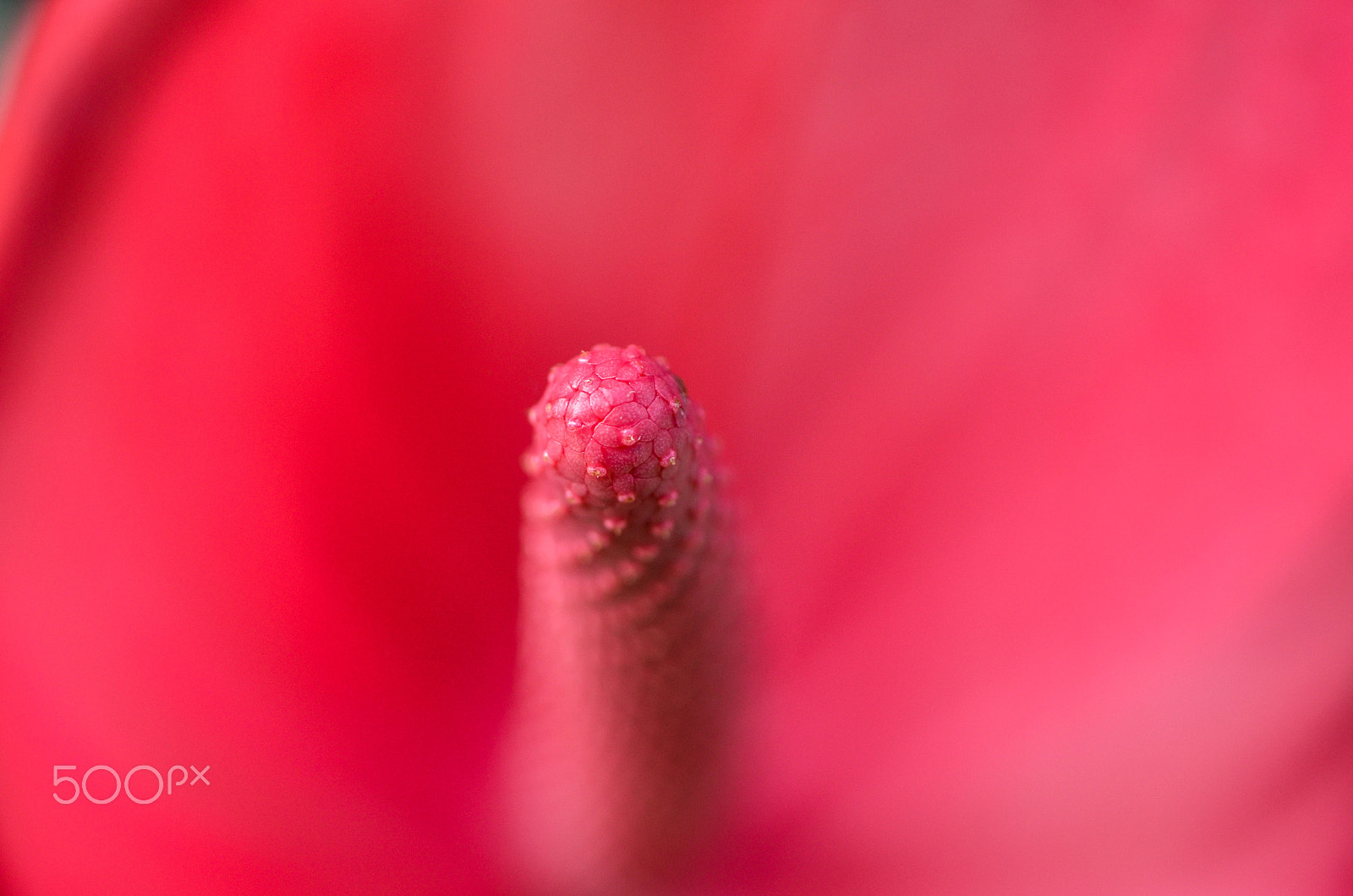 Nikon D7000 + Sigma 50mm F2.8 EX DG Macro sample photo. Not even roses are red photography