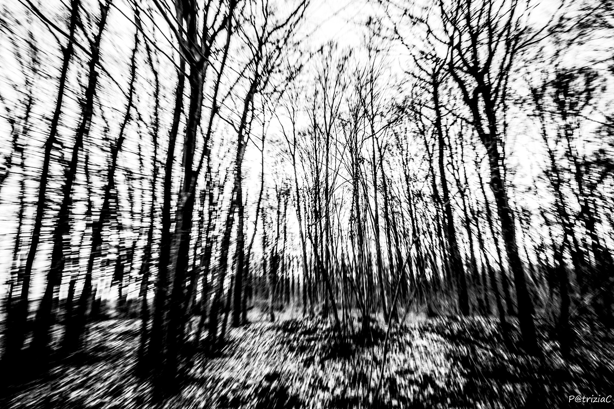 Sigma 8-16mm F4.5-5.6 DC HSM sample photo. #inthewood# photography