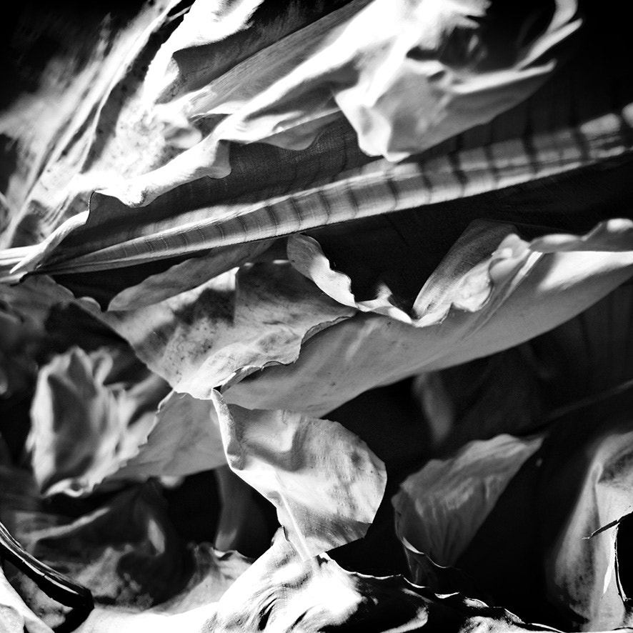 Sigma 17-70mm F2.8-4.5 DC Macro Asp. IF sample photo. Leaves photography
